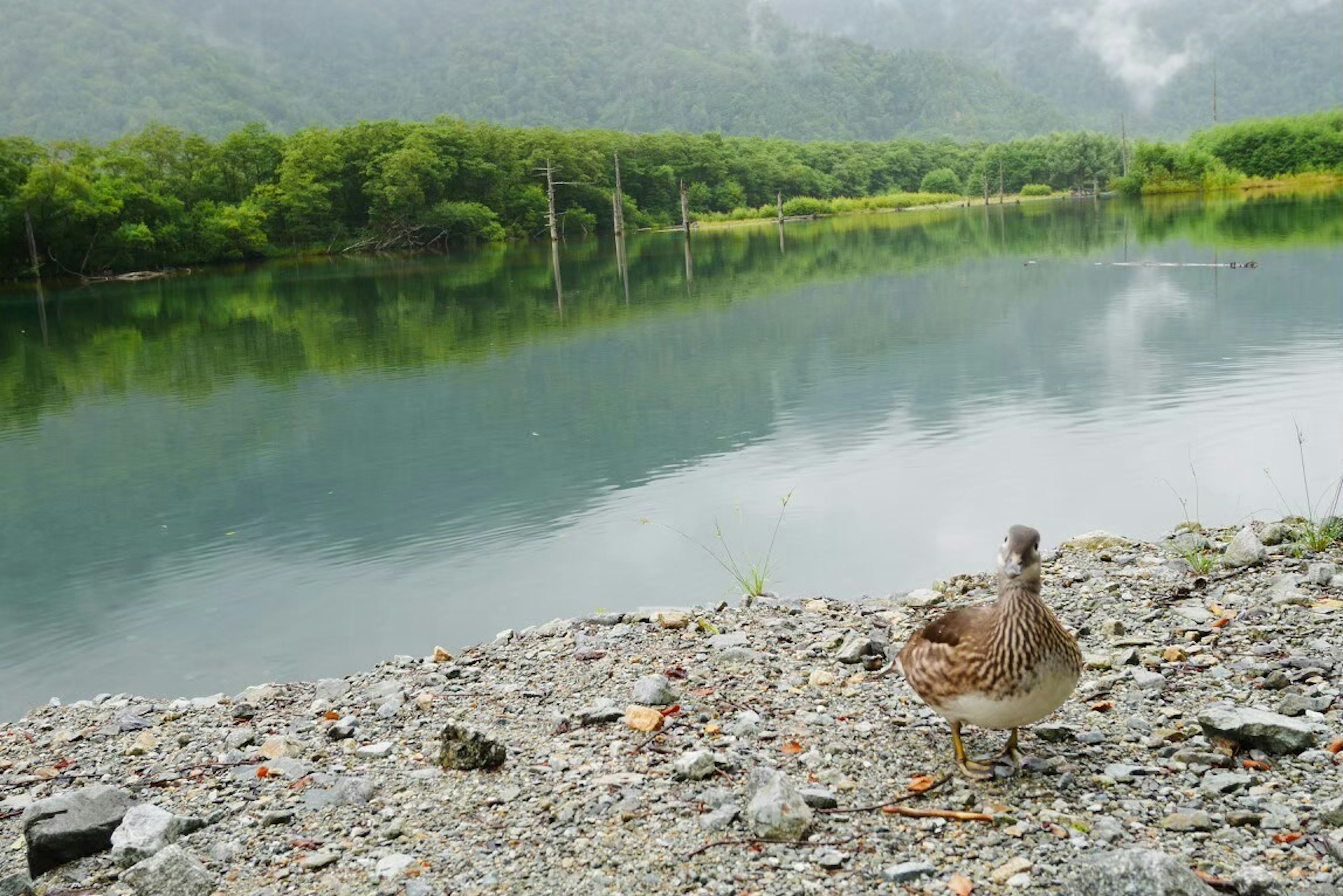 Un uccello vicino a una riva tranquilla di un lago circondato da vegetazione lussureggiante e montagne sullo sfondo