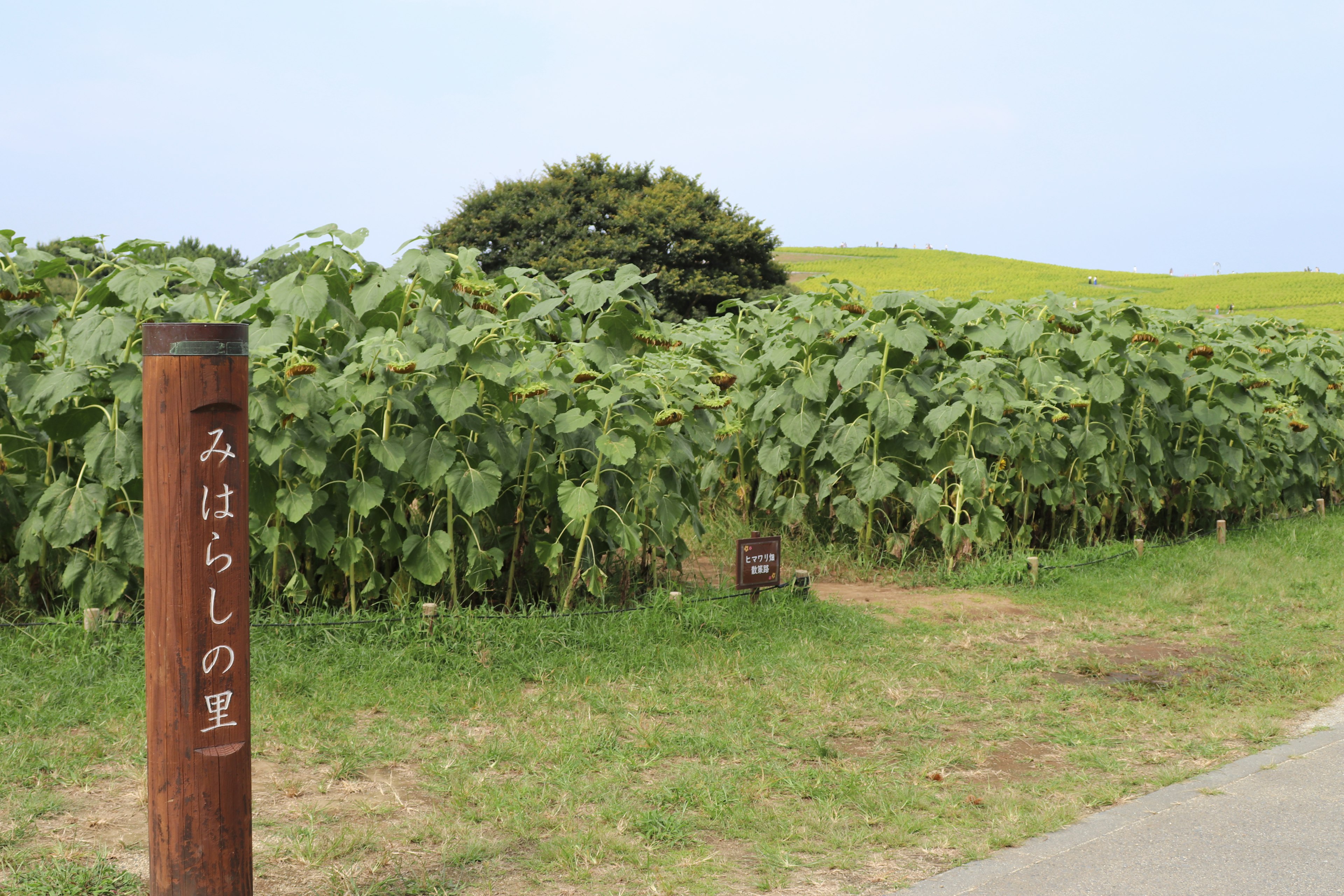 ひまわり畑の入口にある看板と豊かな緑の景色