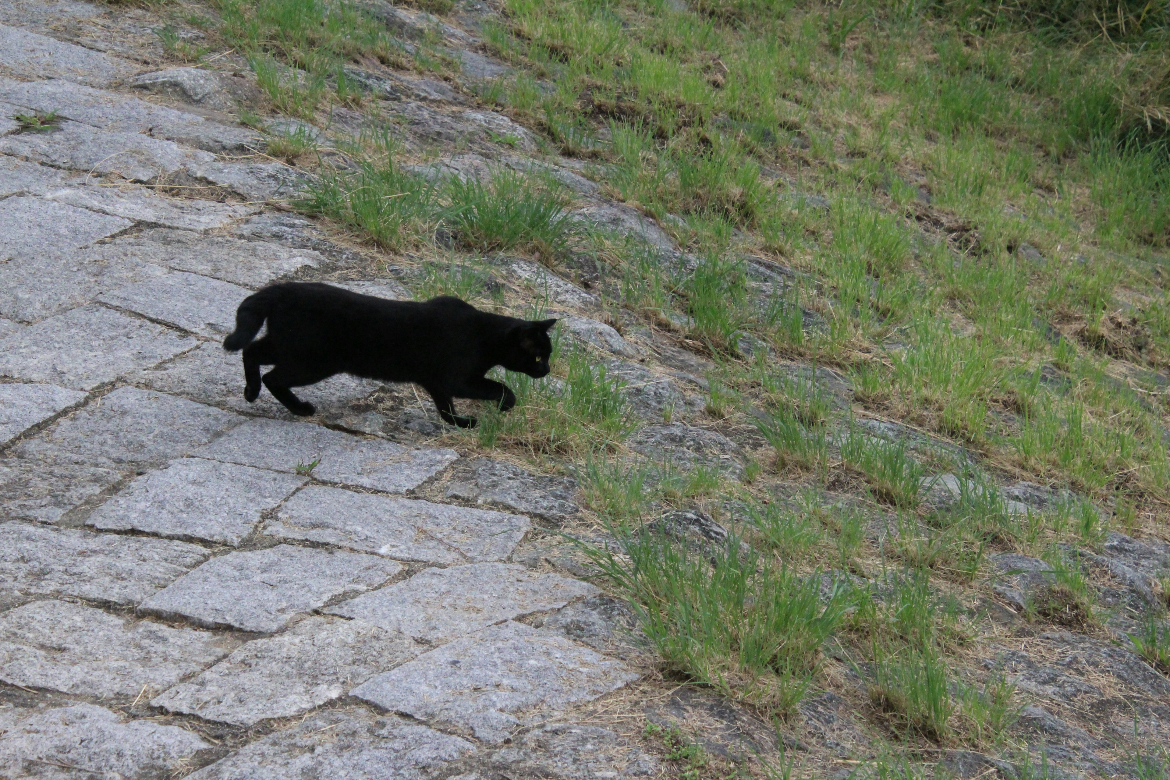 Un gato negro corriendo por un camino de piedra con hierba