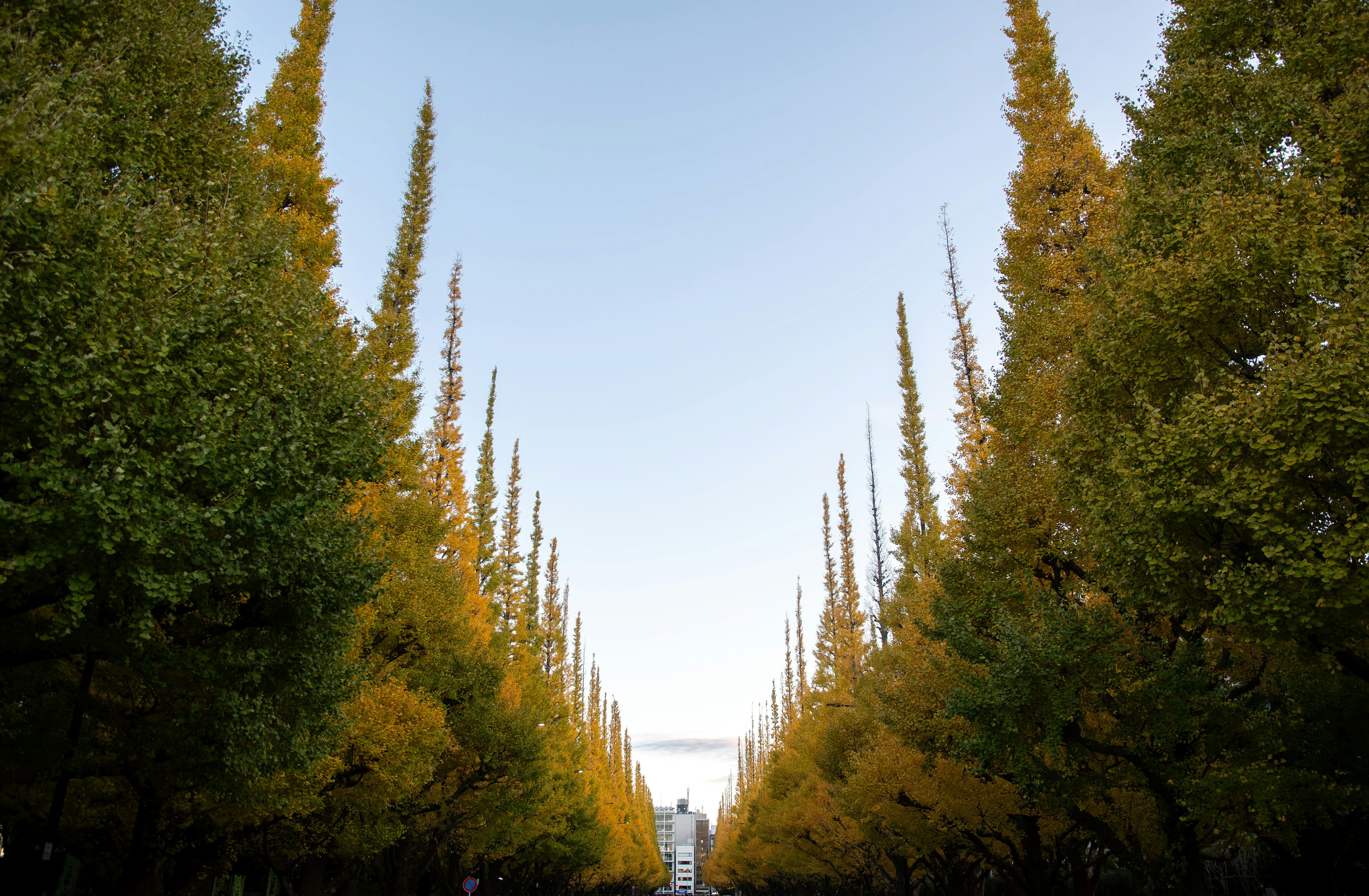 A picturesque avenue lined with tall trees in autumn colors