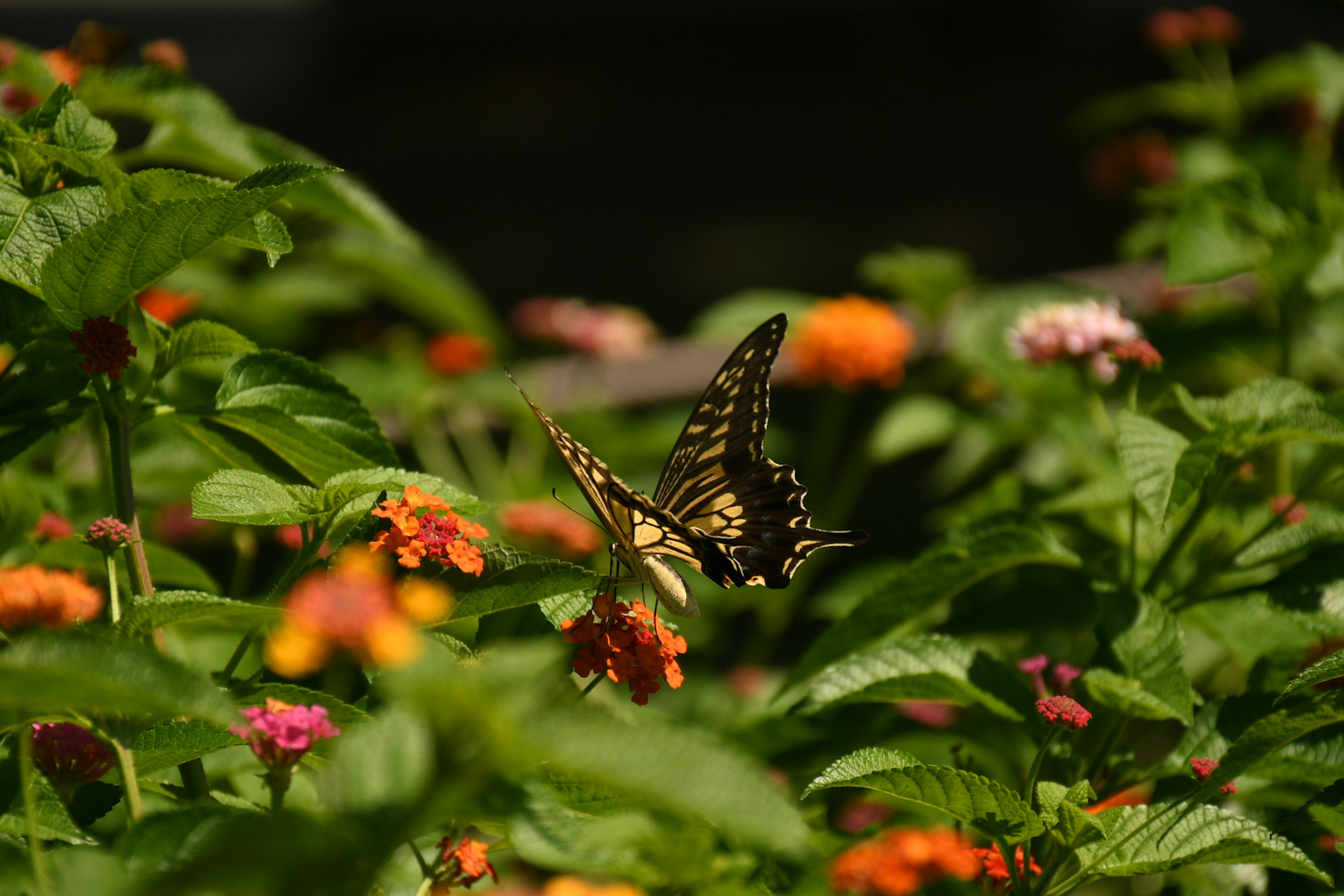 Ein lebhafter Schmetterling, der zwischen bunten Blumen fliegt