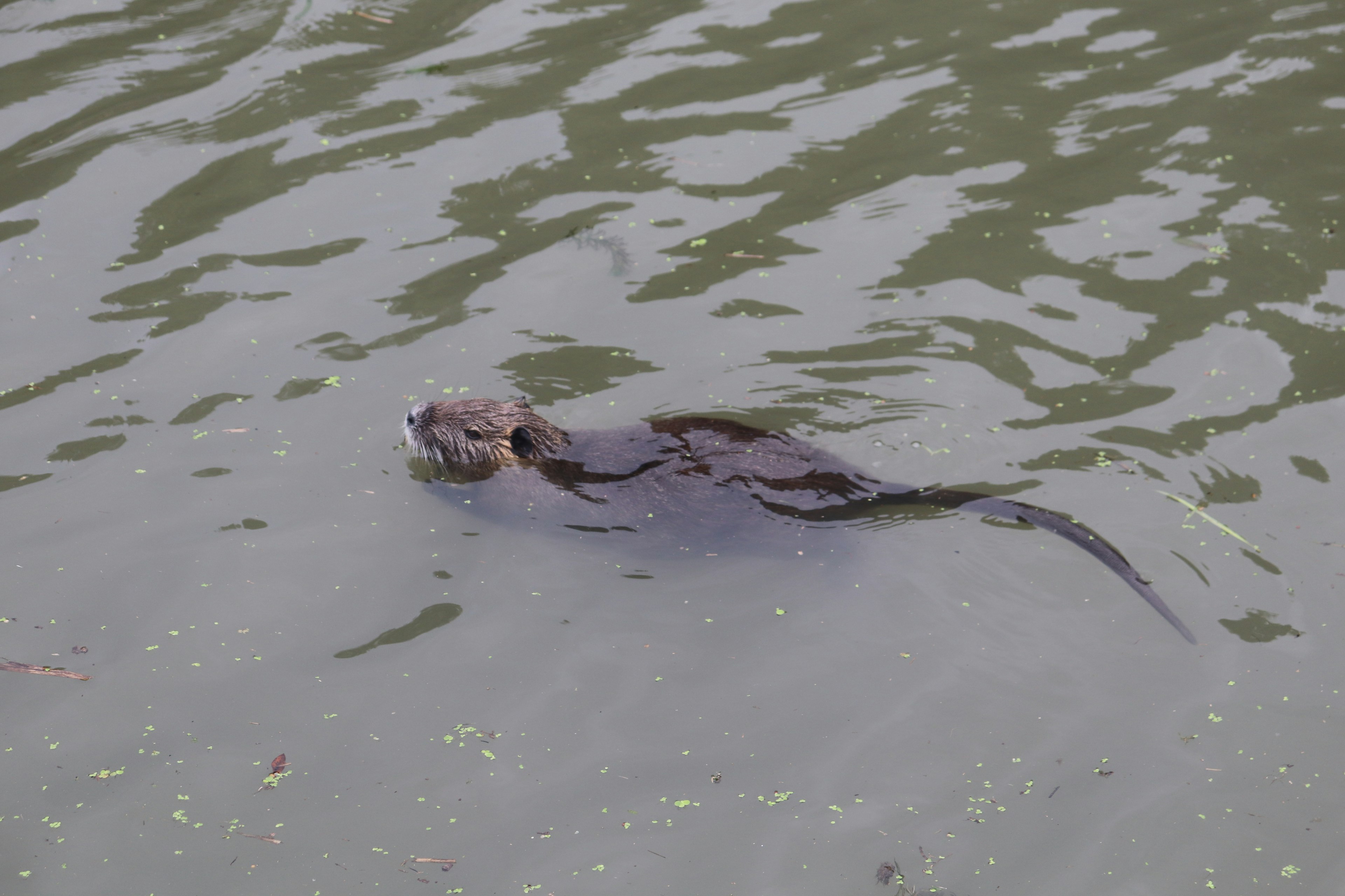 An animal swimming in murky water