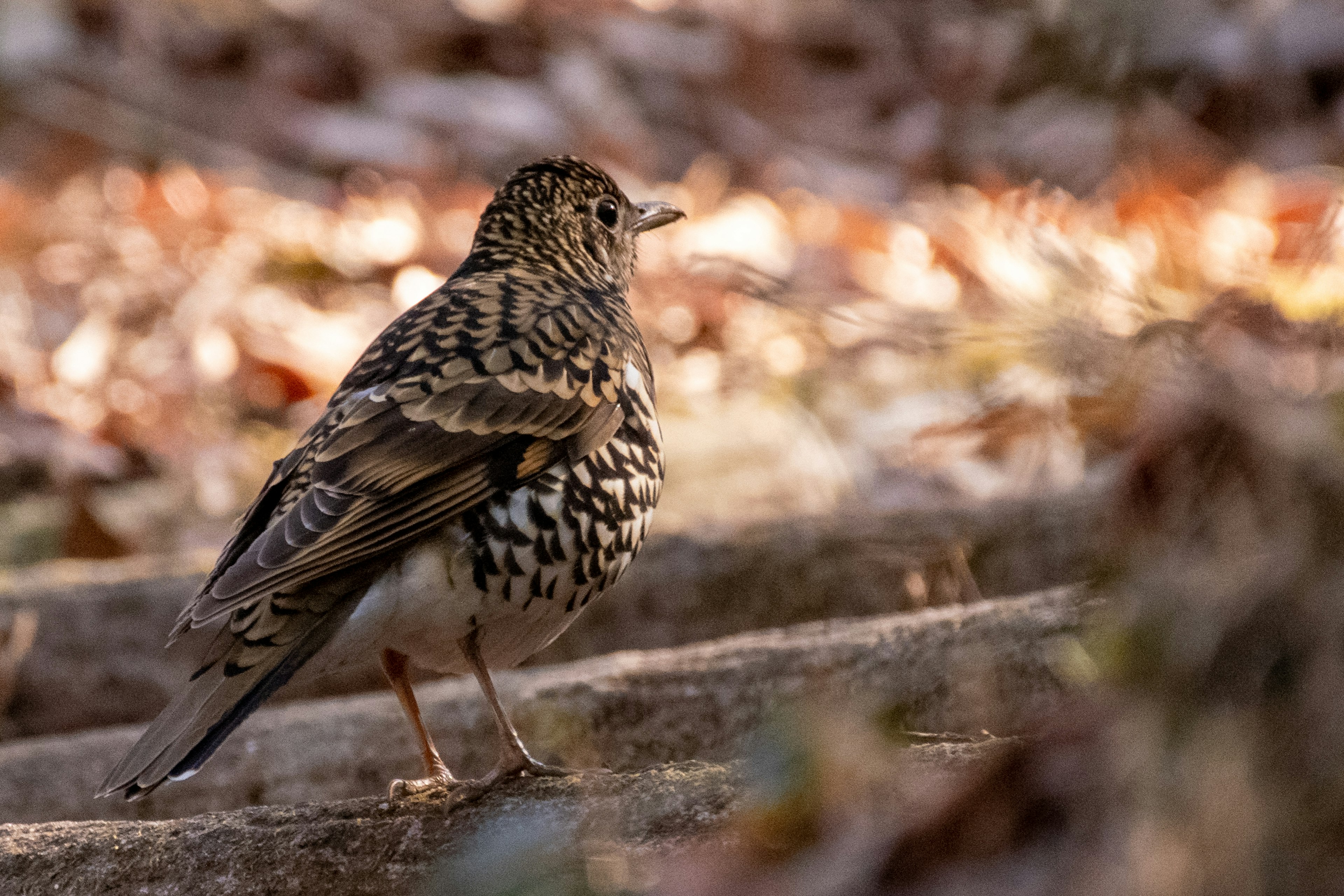 Un pequeño pájaro con plumas marrones de pie sobre un tronco