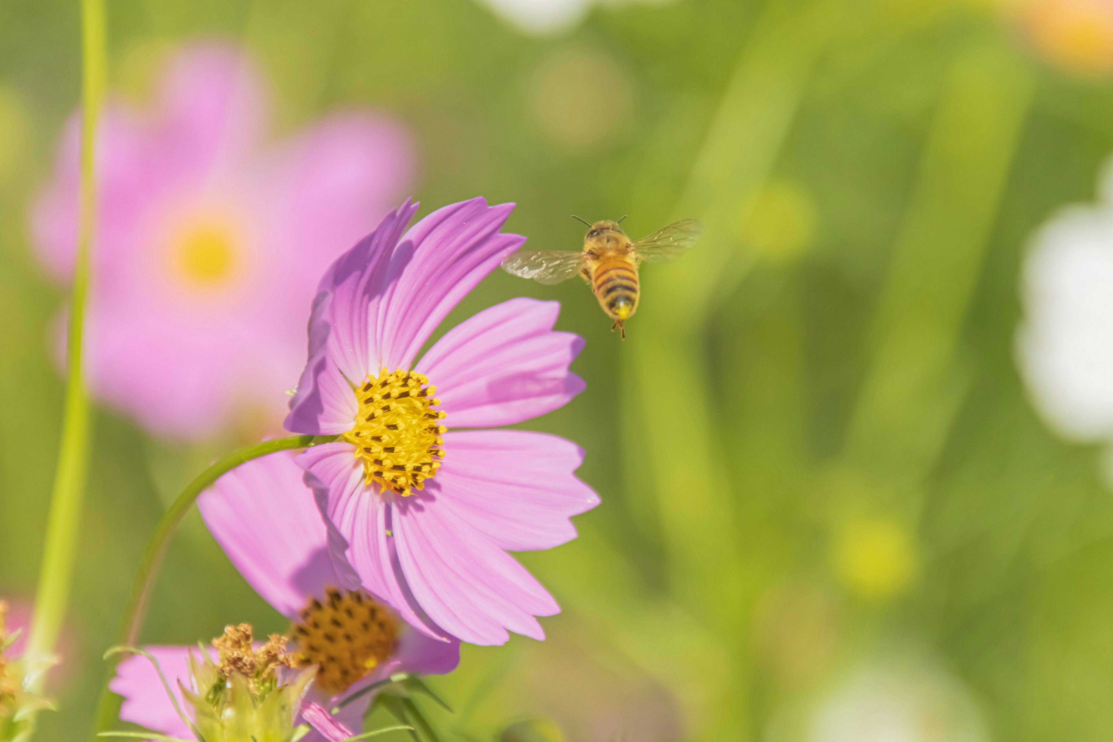 Schöne rosa Blume mit einer Biene, die in der Nähe schwebt