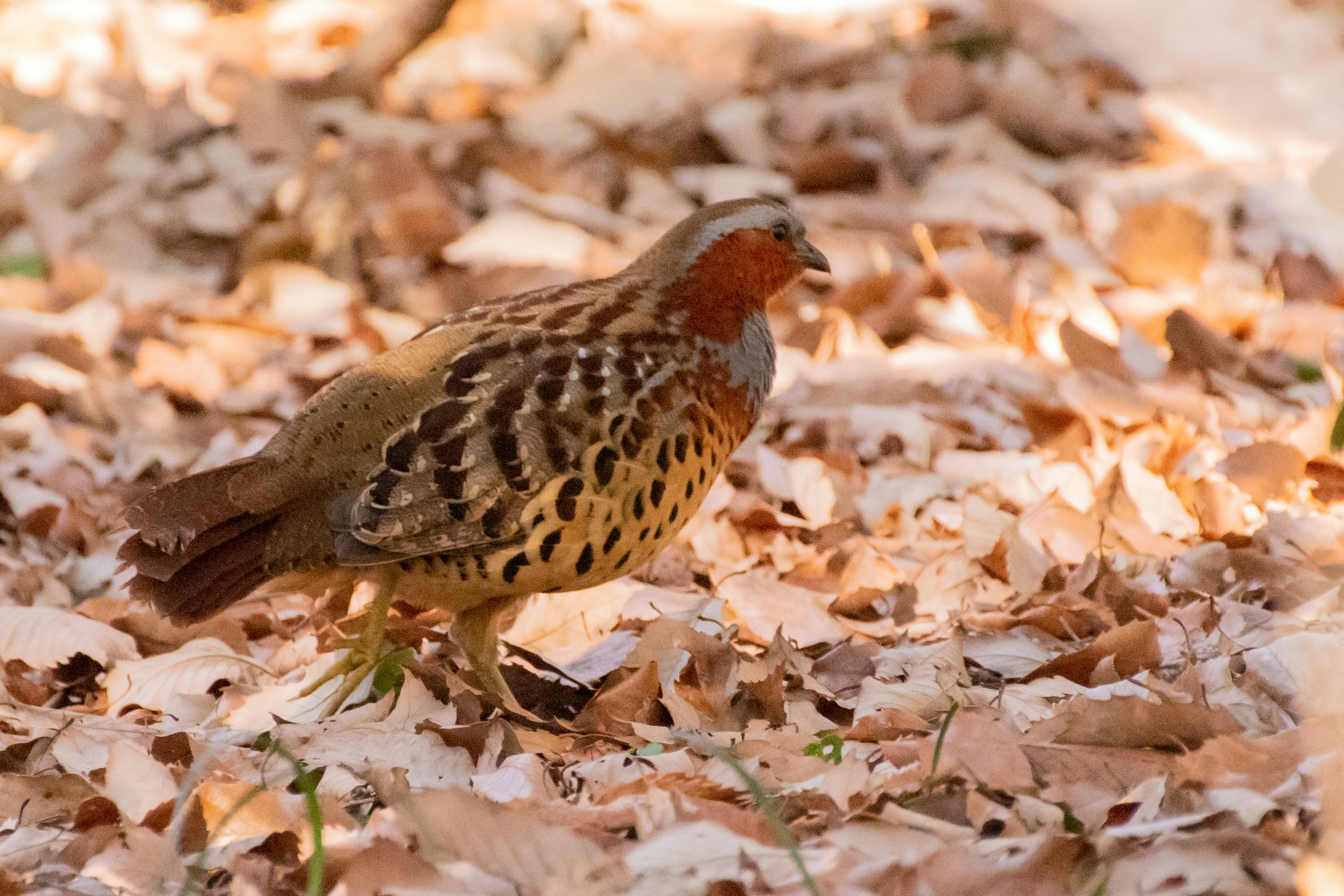 A bird walking among fallen leaves featuring brown and orange patterned feathers