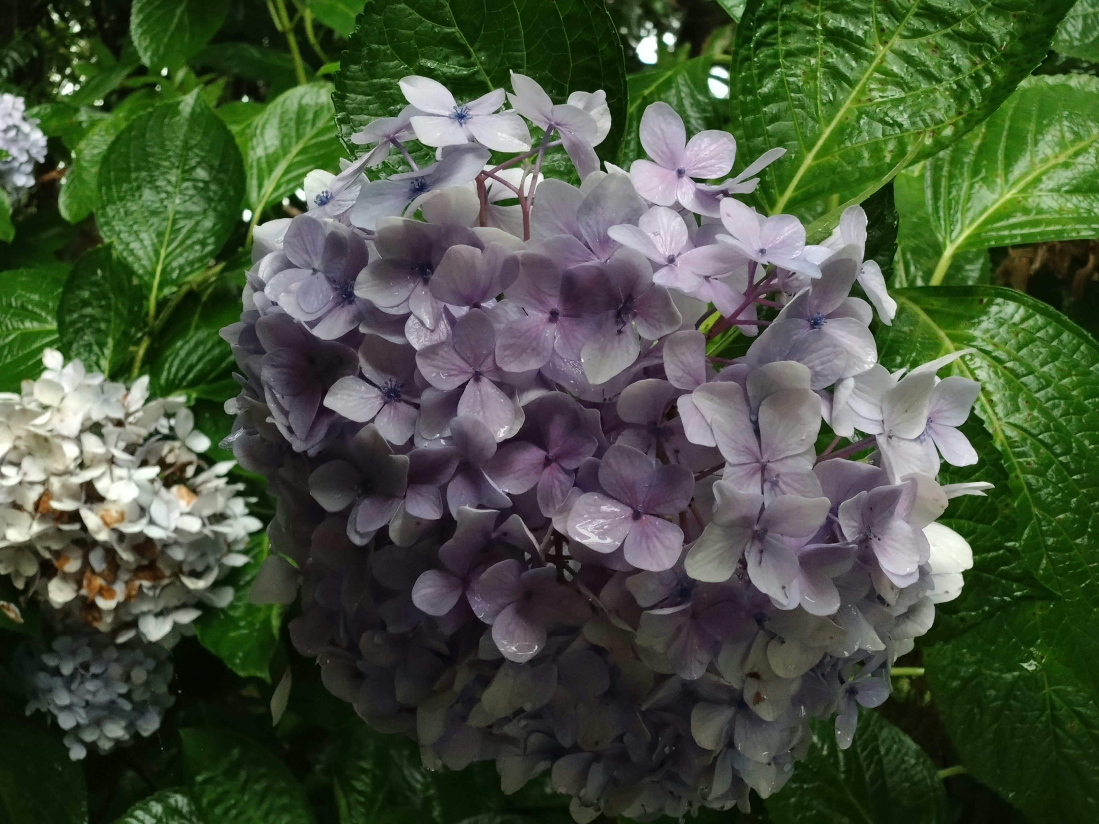 Hermosa escena de jardín con una flor de hortensia morada y hojas verdes