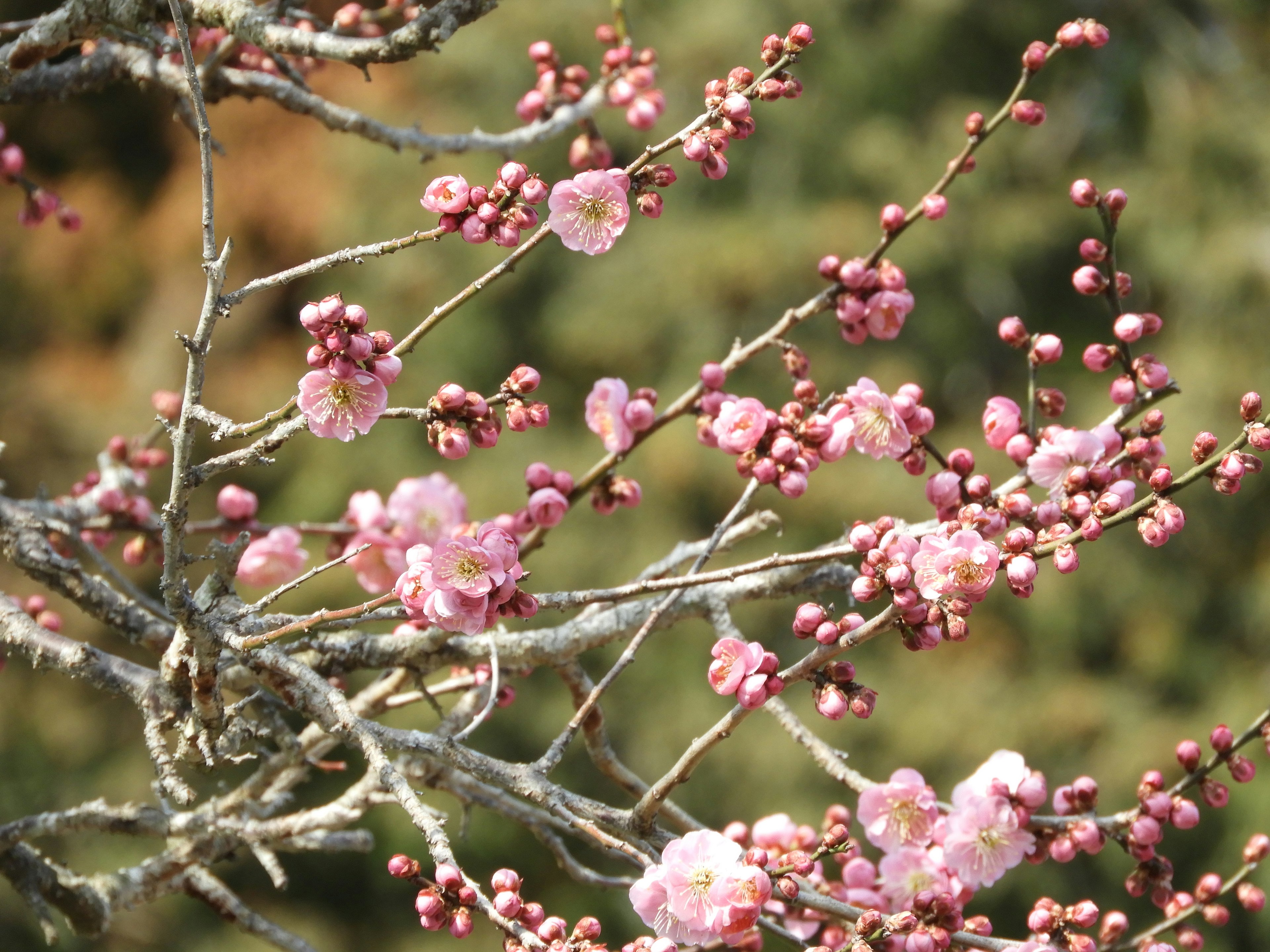 桜の花とつぼみが咲いている枝のクローズアップ