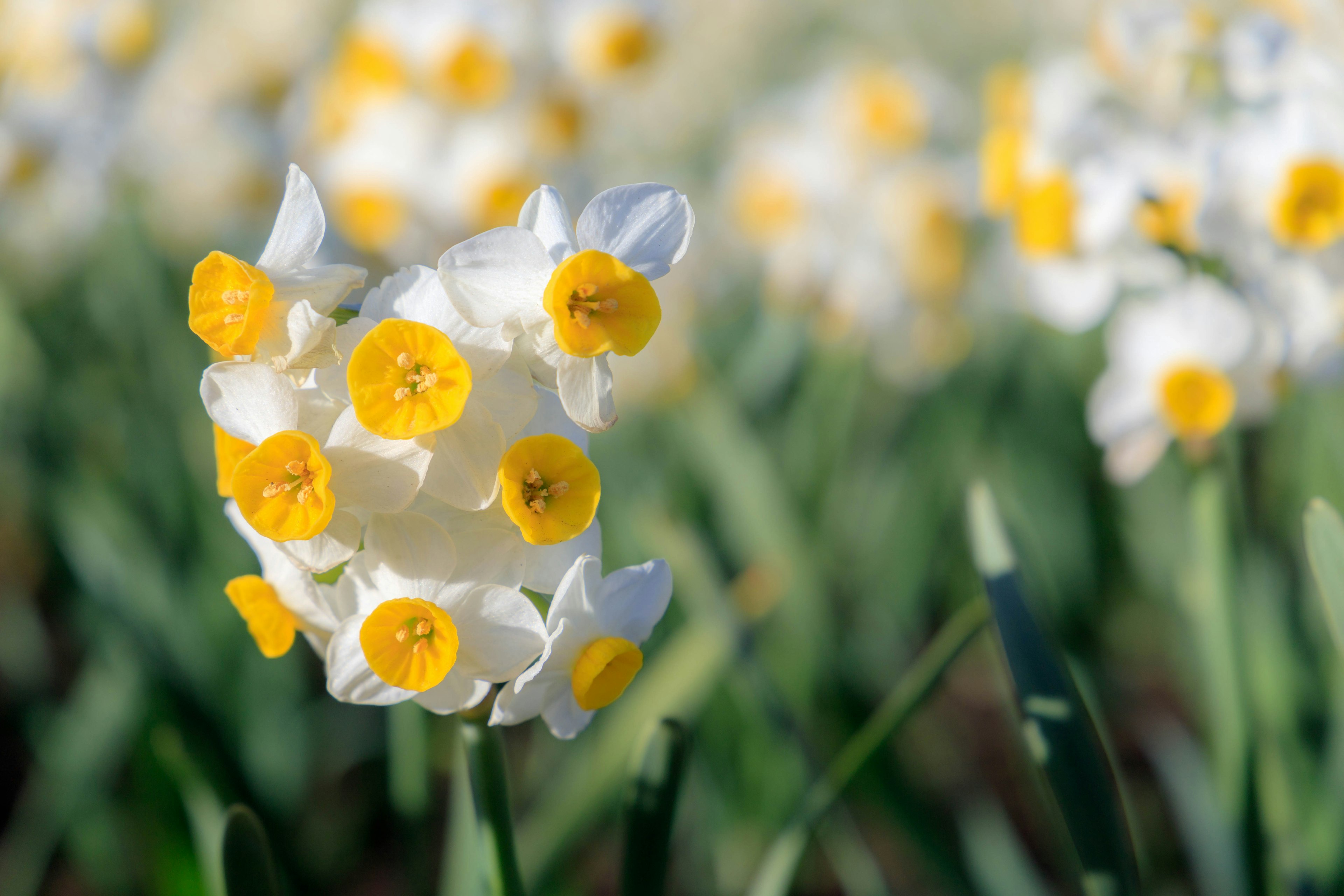 Sekelompok bunga narcis putih dengan pusat kuning mekar di ladang hijau