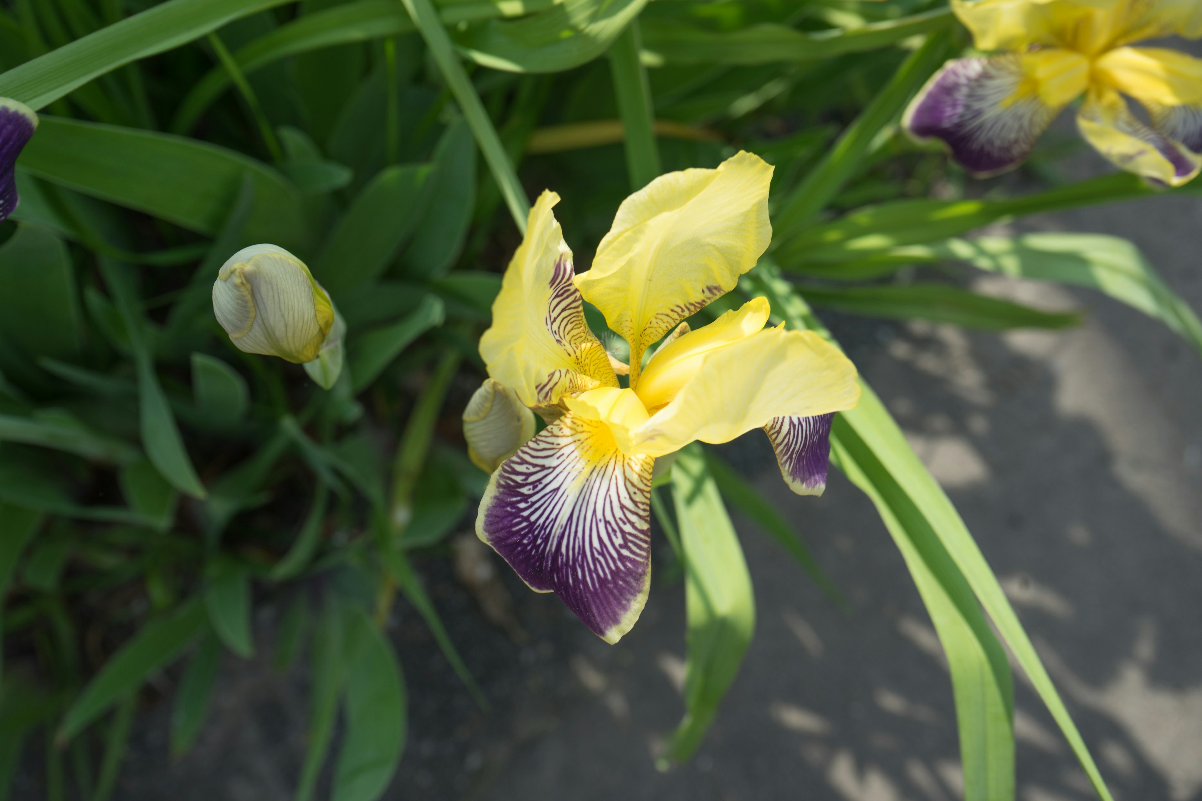 黄色と紫のアイリスの花が咲いている様子