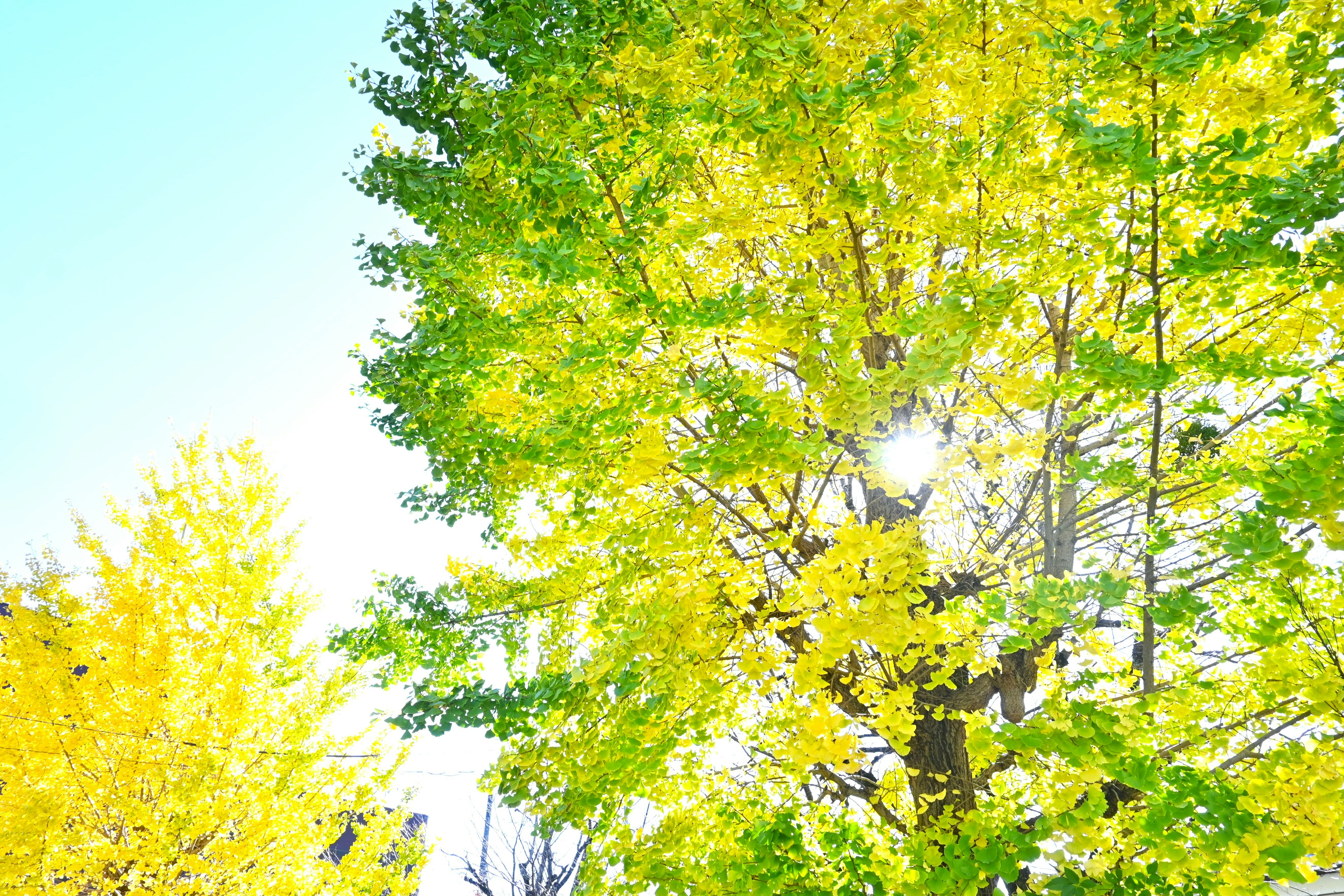 Beautiful autumn leaves on trees with vibrant yellow and green colors