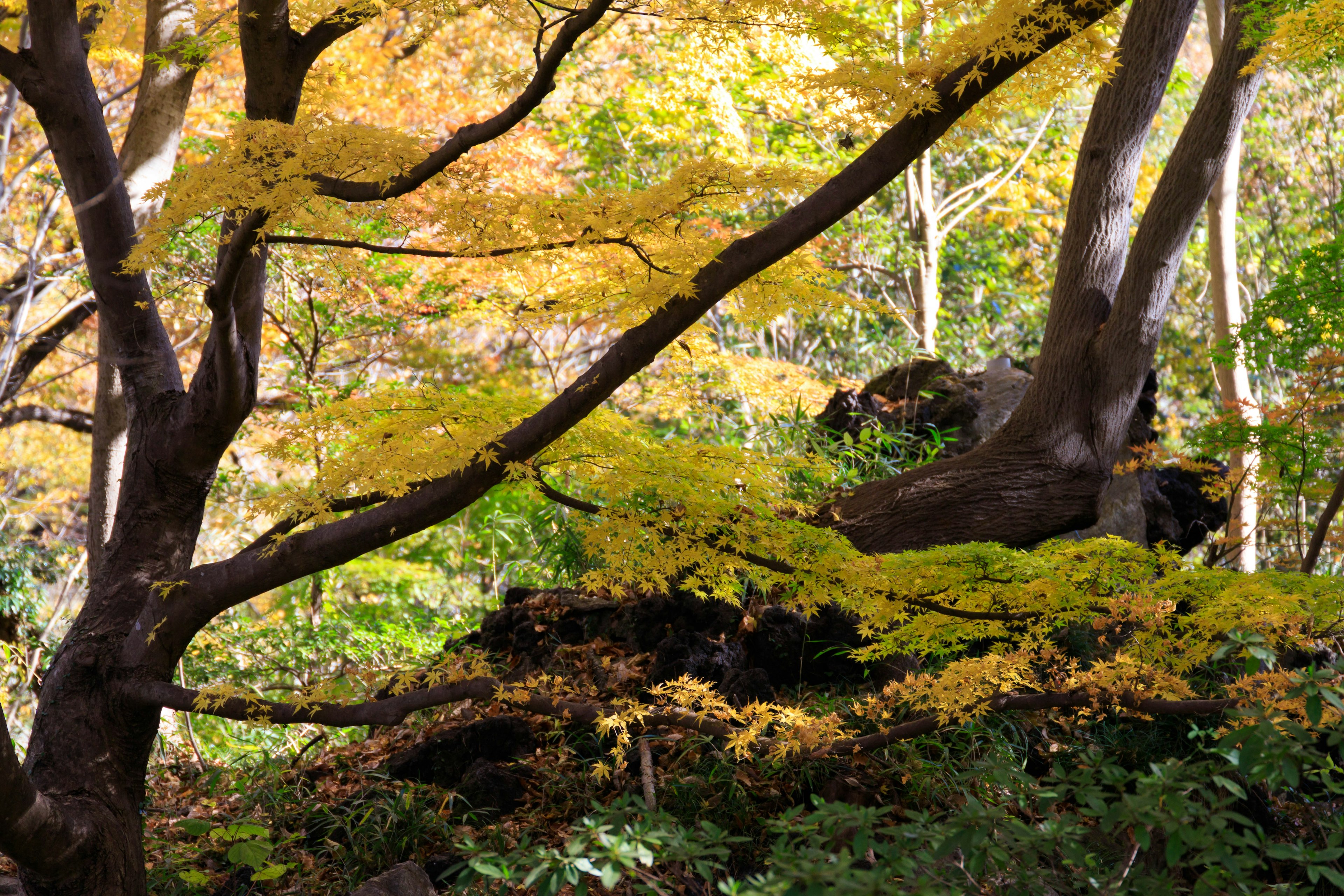 Paesaggio con alberi con foglie autunnali colorate