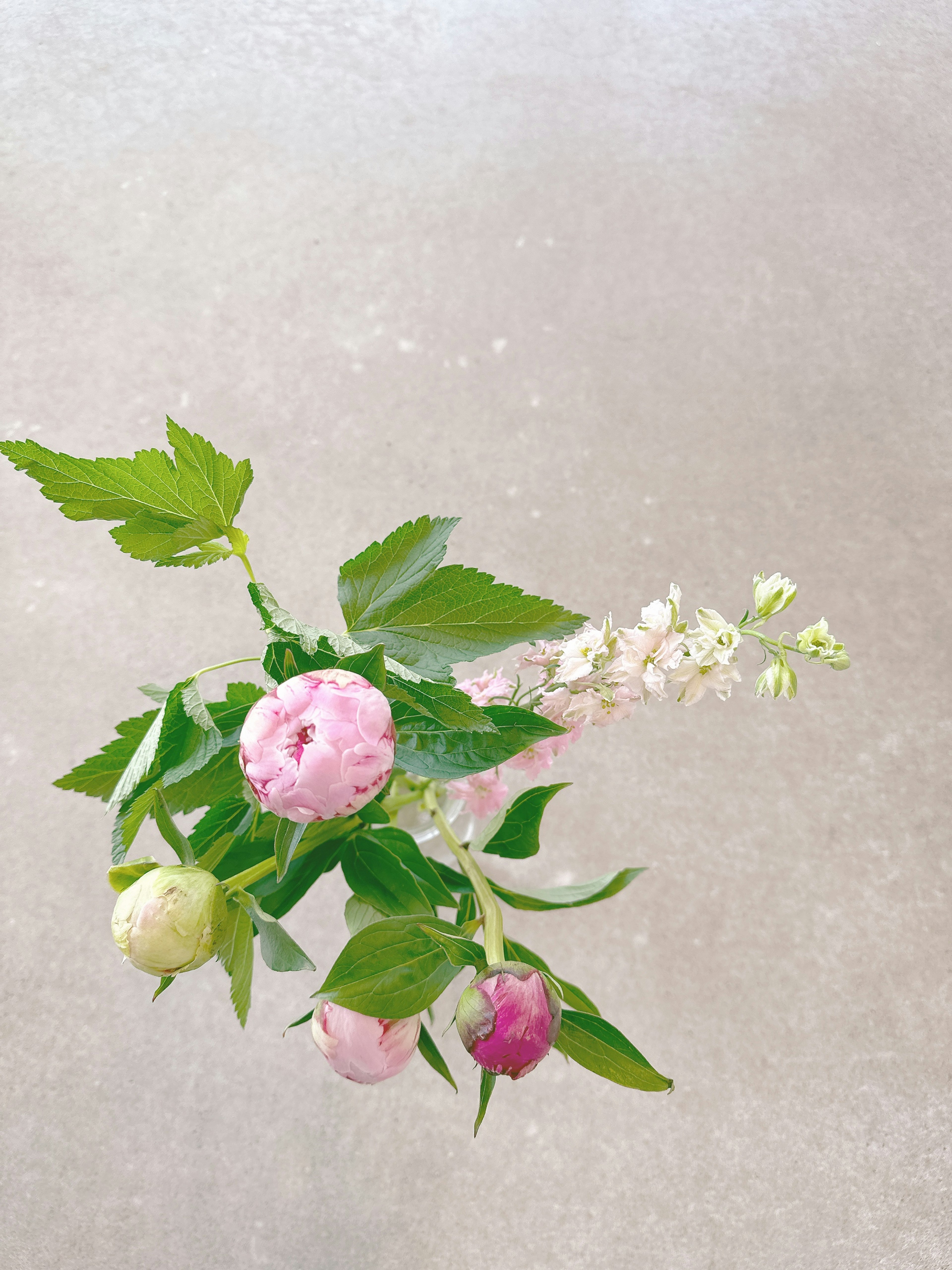 A branch with pink and green flowers alongside green leaves