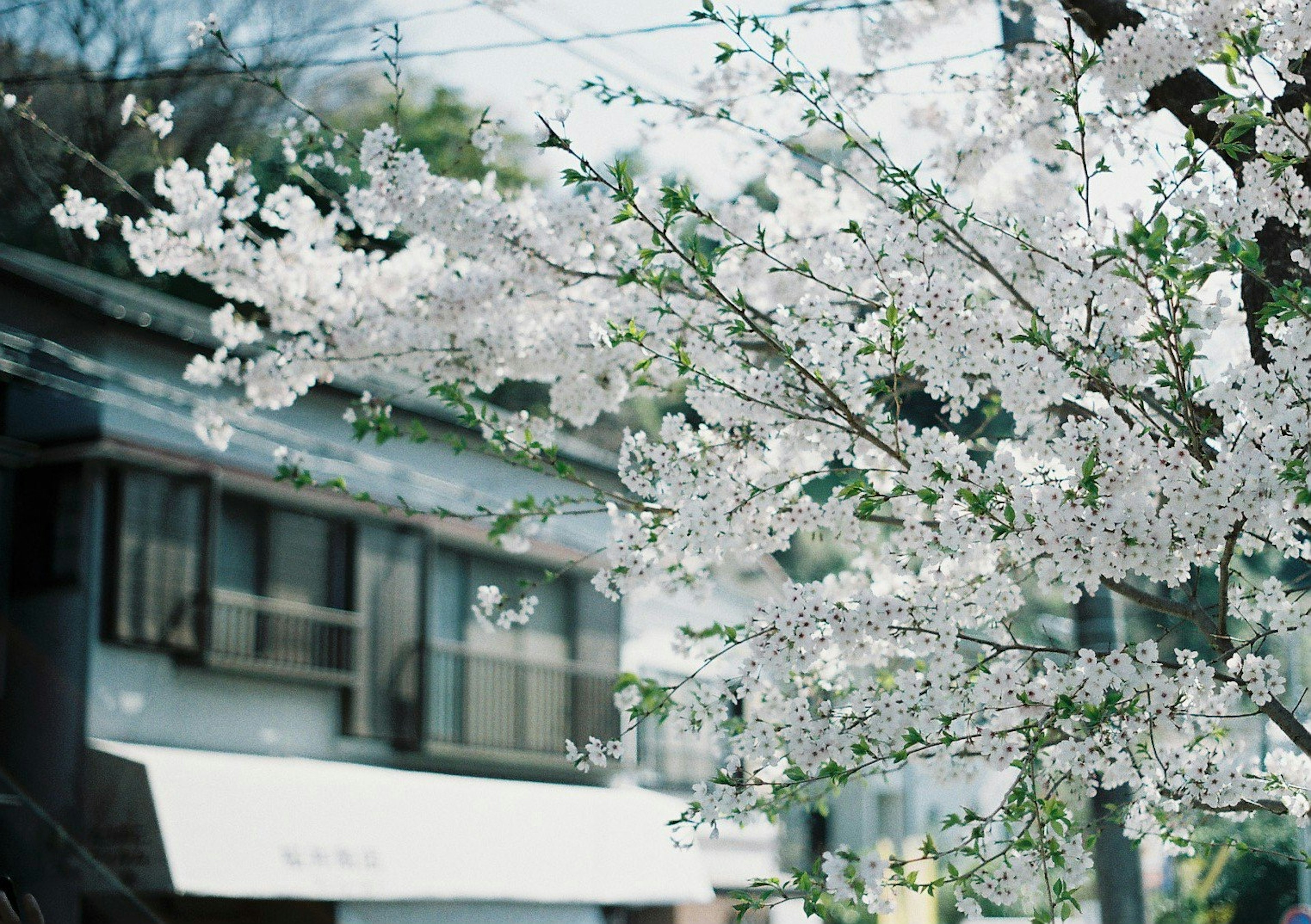 桜の花が咲いている木と背景にある建物