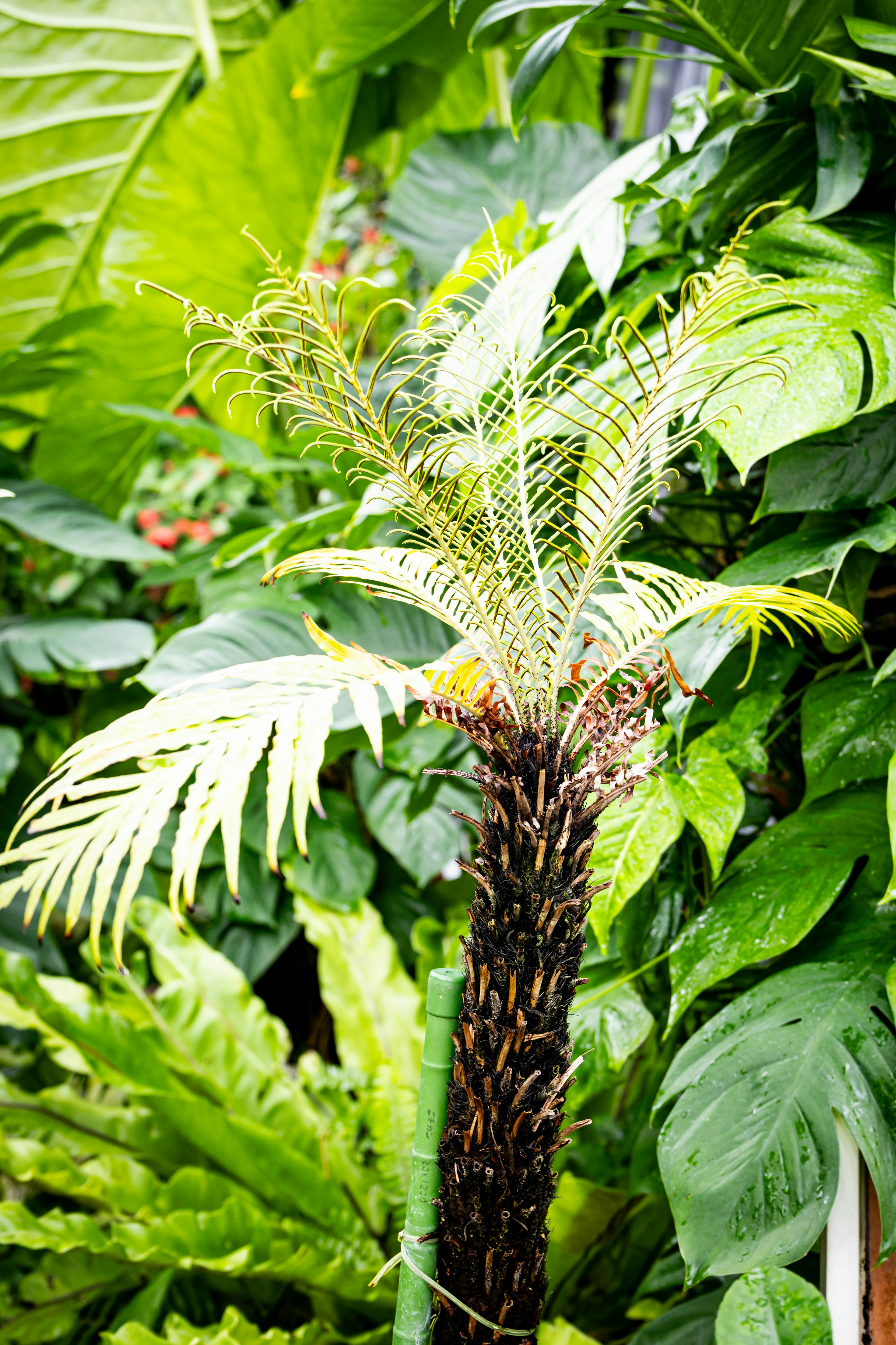 Young palm tree surrounded by lush green foliage