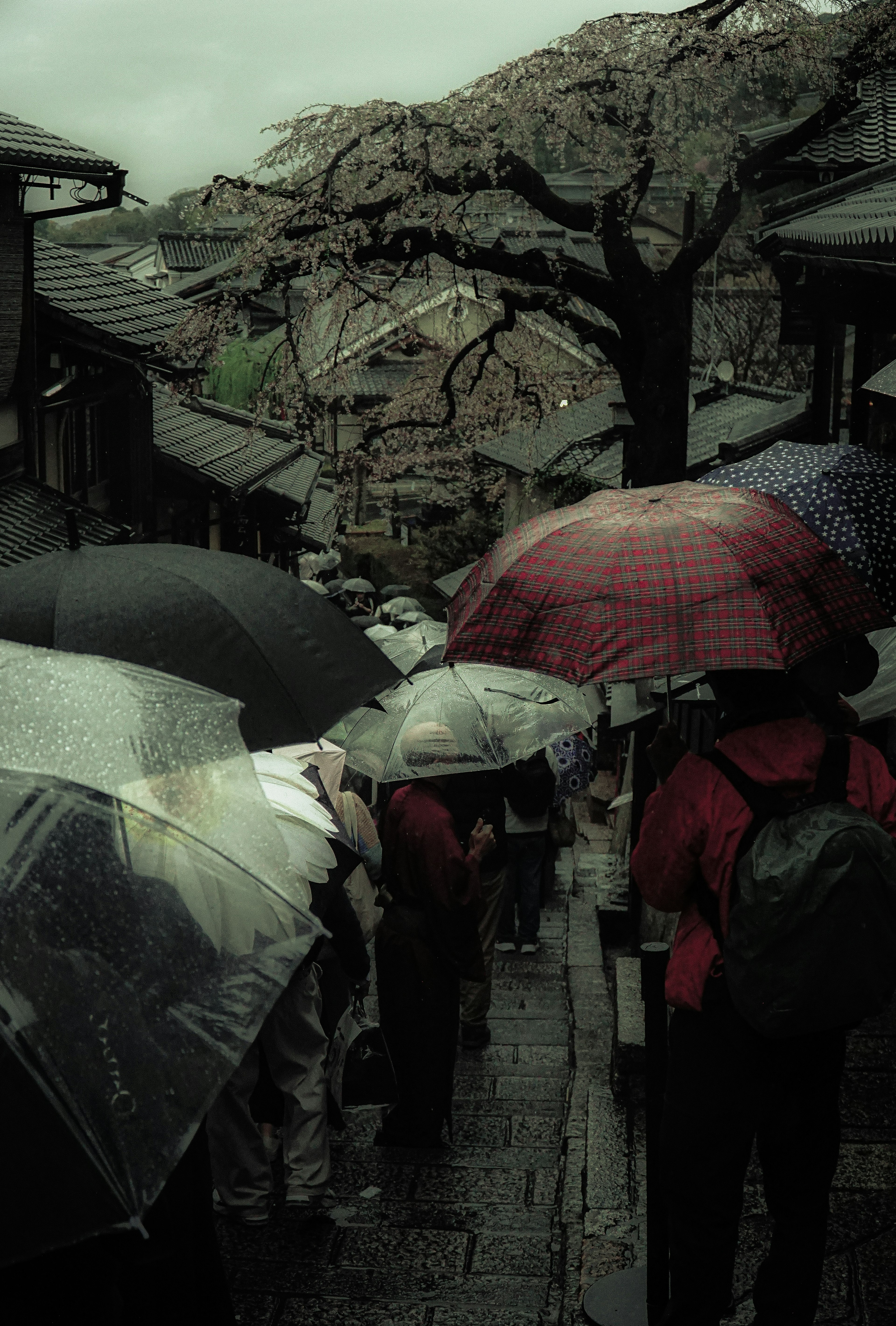 雨の中の人々が傘をさしている風景 古い街並みと桜の木が見える