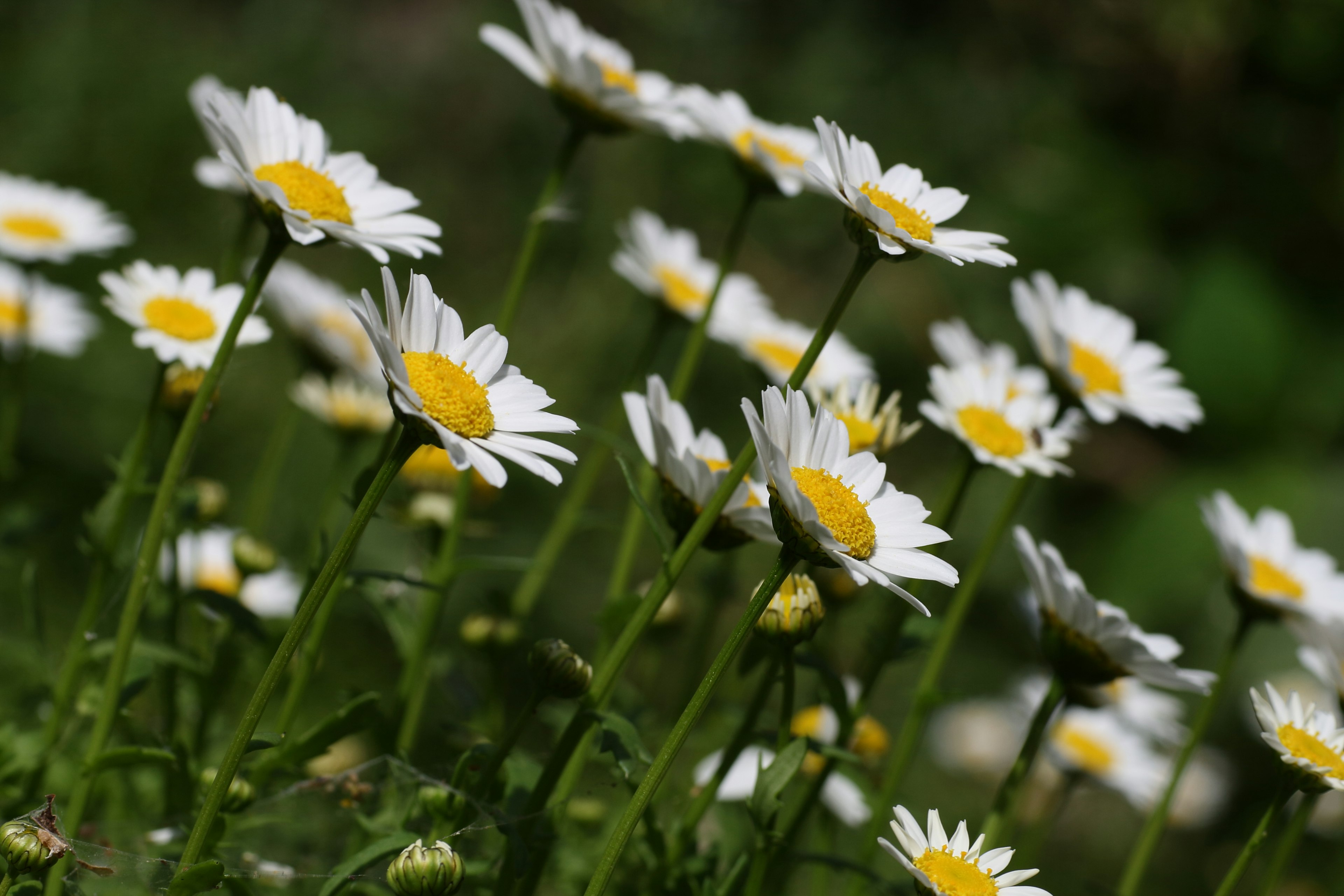 Un gruppo di margherite con petali bianchi e centro giallo su sfondo verde