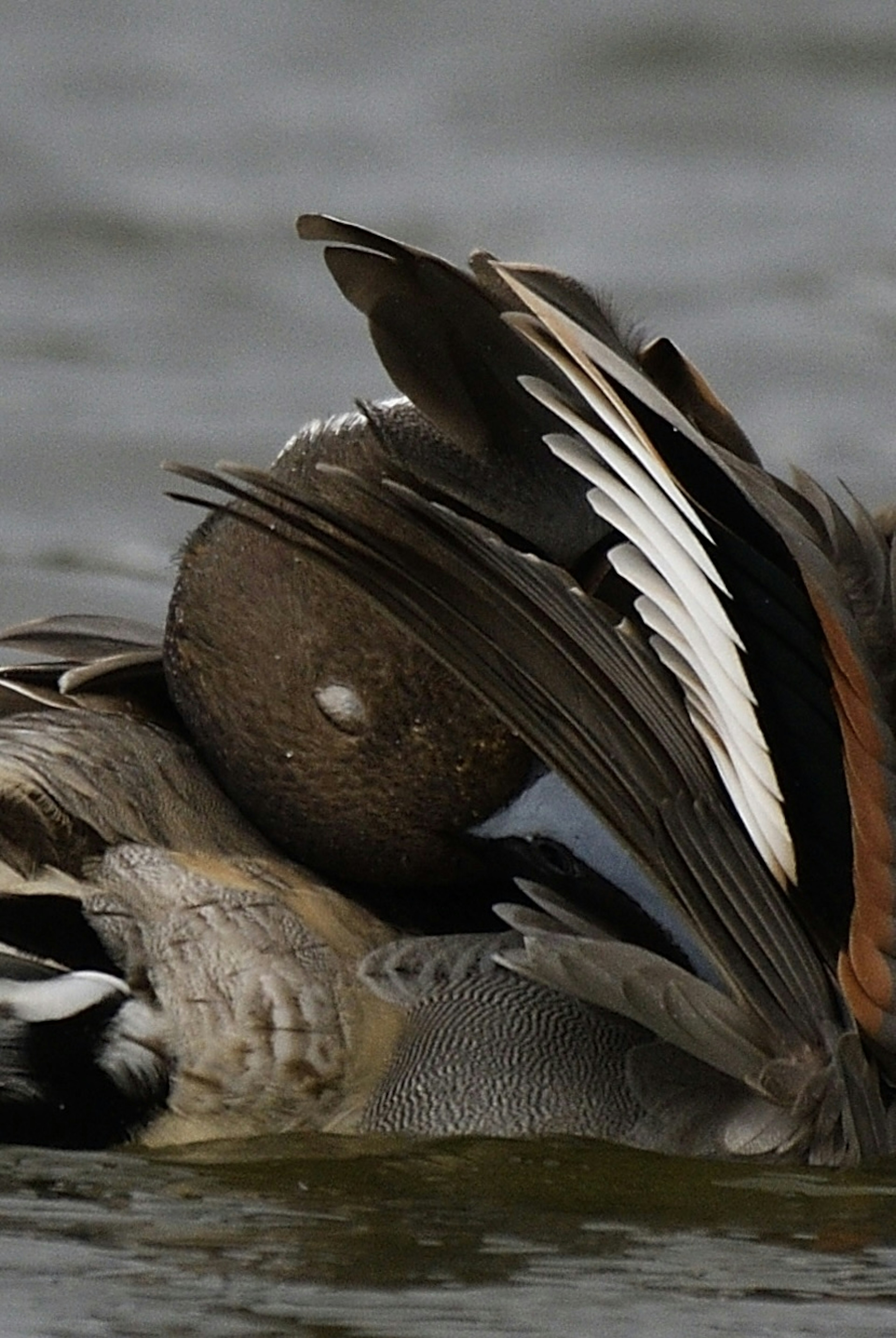 Close-up of a duck preening its feathers on water