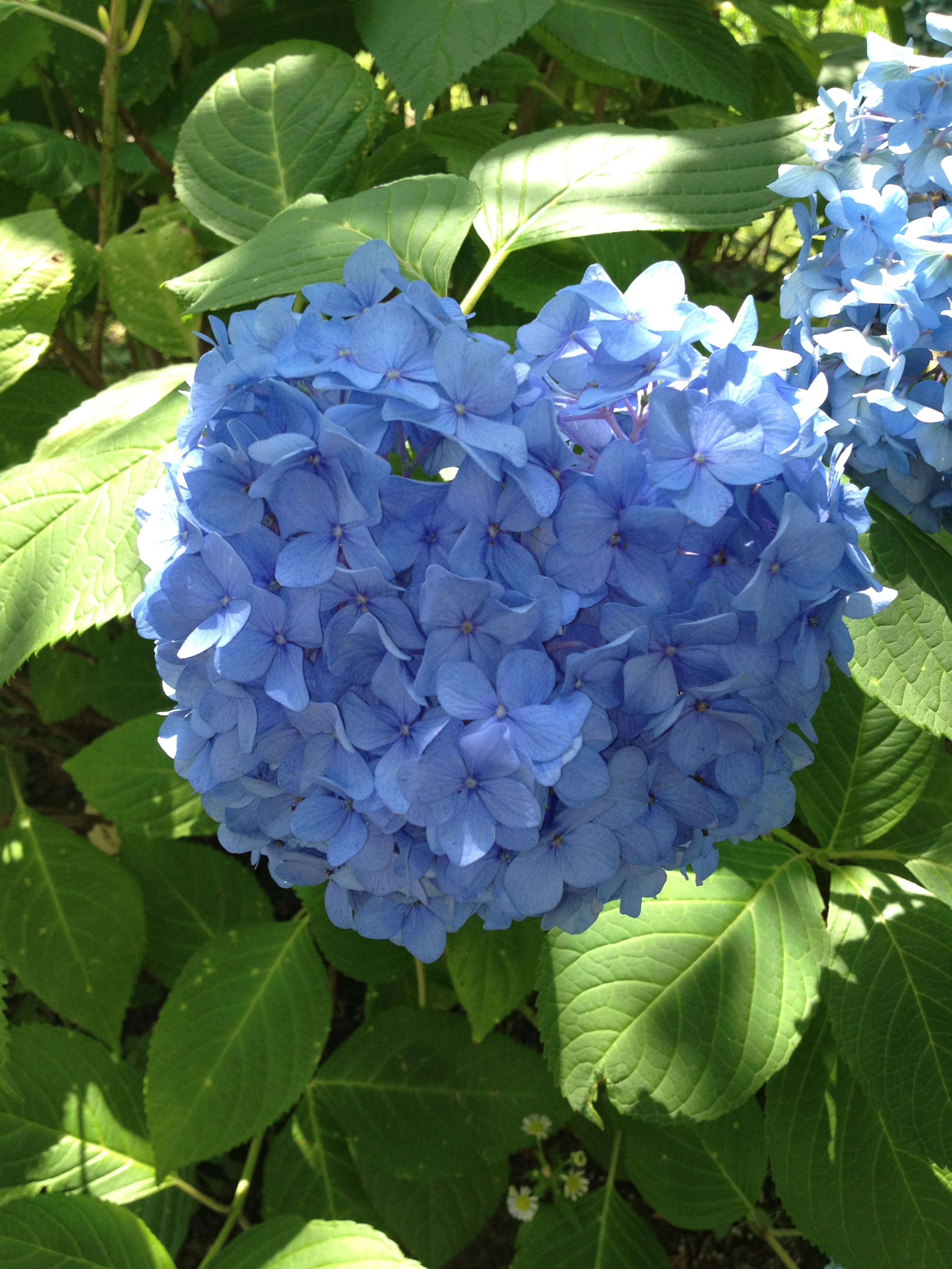 青いハート型の紫陽花の花と緑の葉