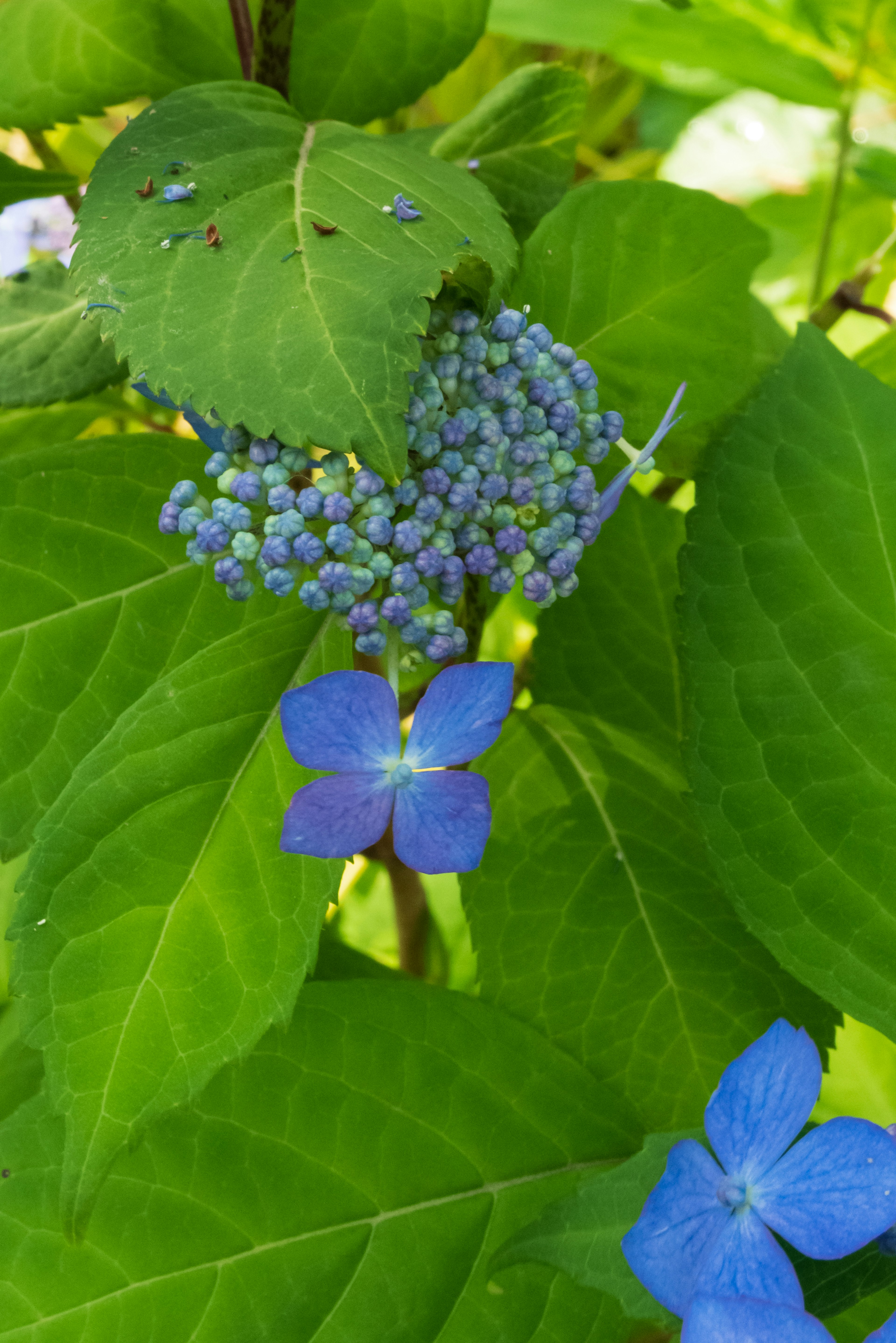 Close-up photo of blue hydrangea flowers and green leaves