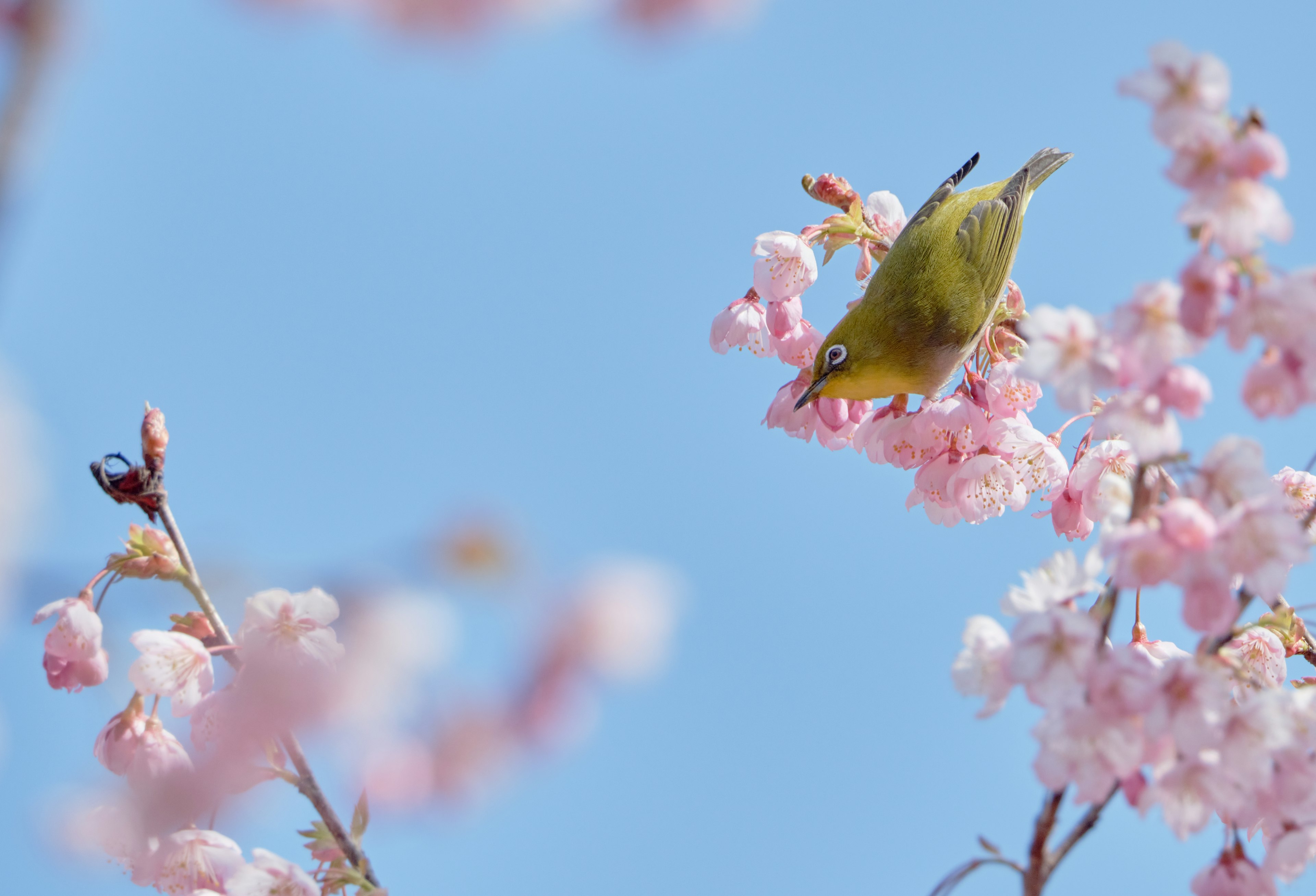 Small yellow bird sipping nectar among cherry blossoms