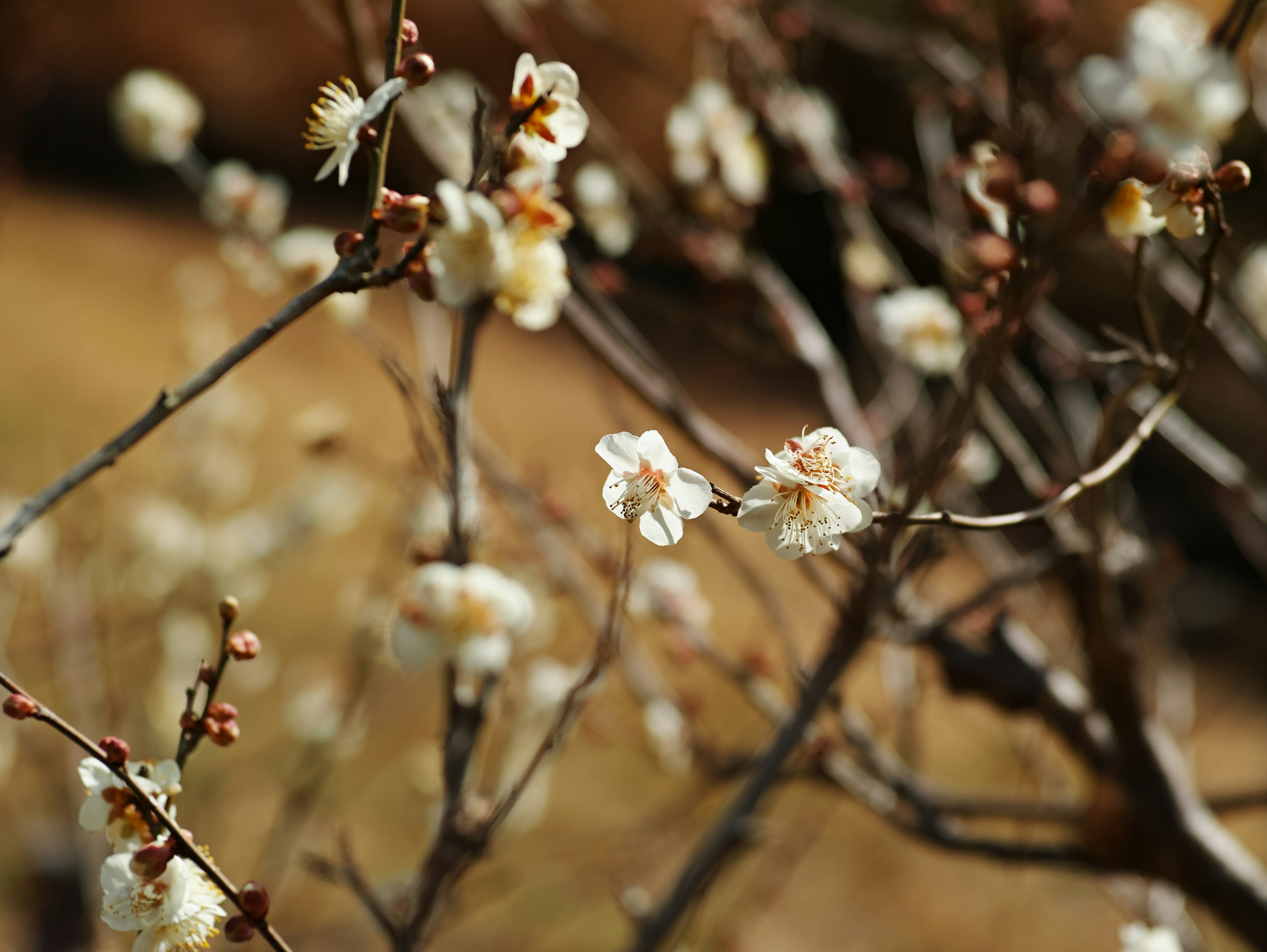 Acercamiento de ramas con flores de primavera en flor