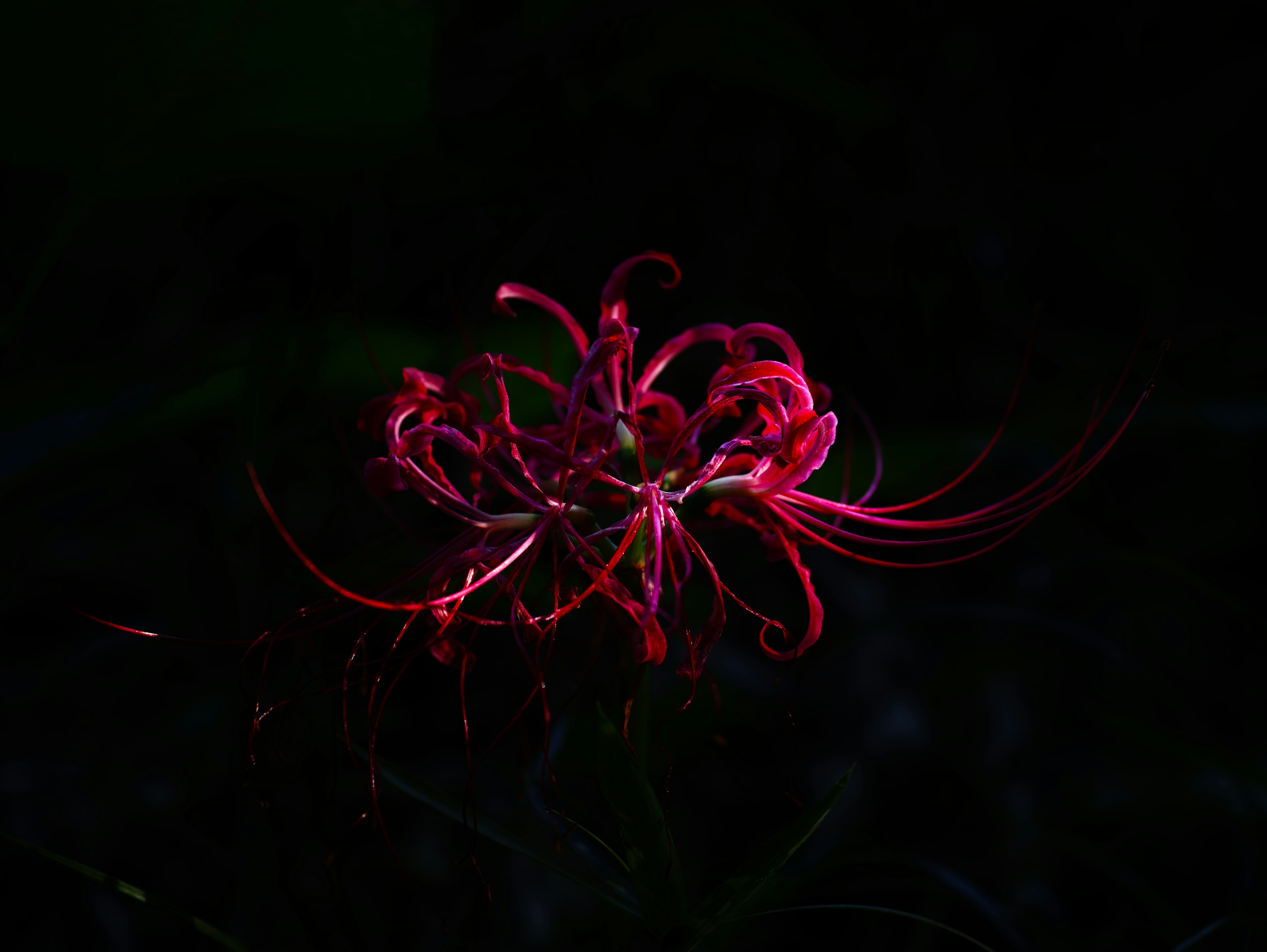 暗闇の中で美しく輝く彼岸花の花