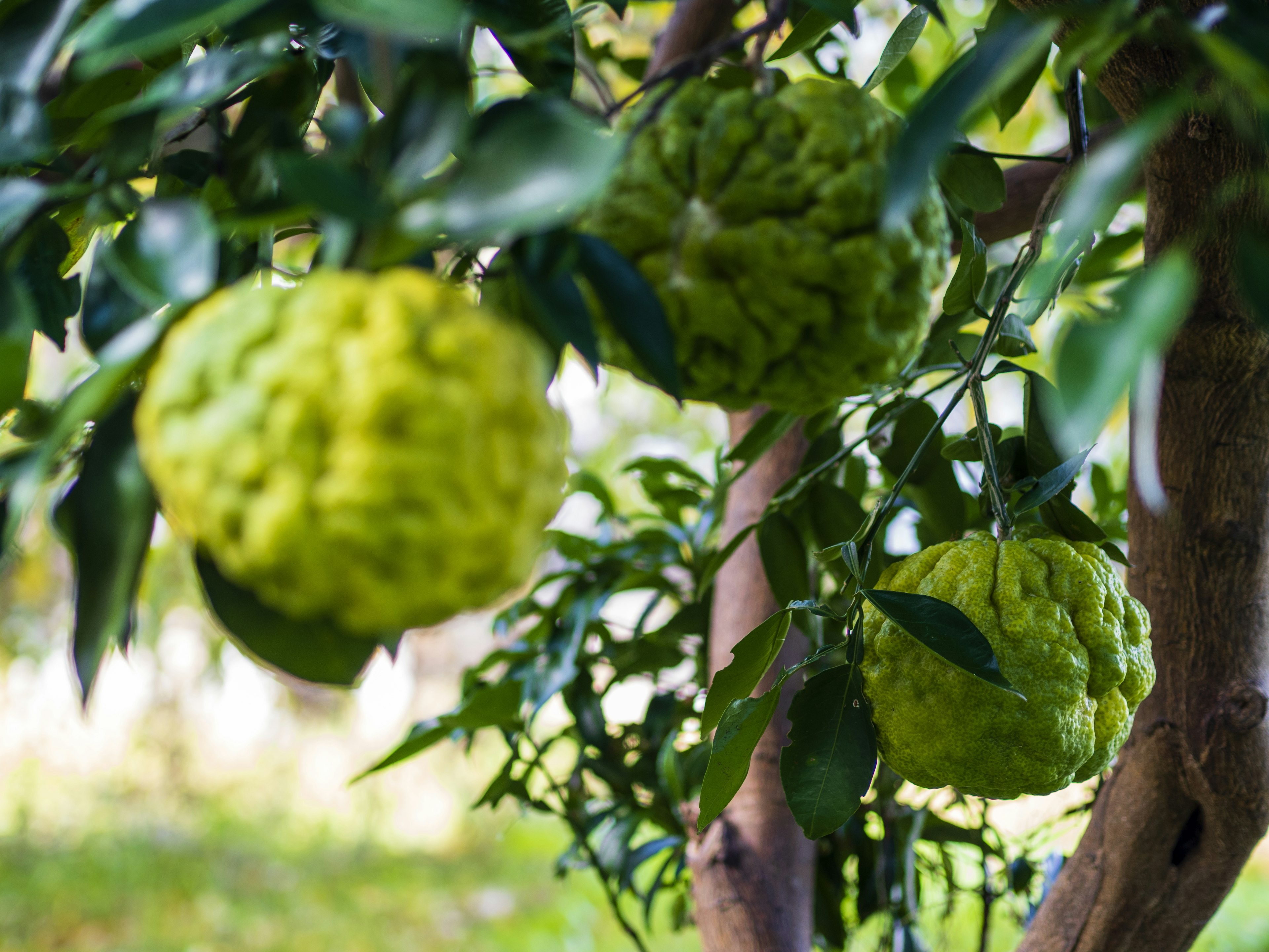 Close-up of a tree branch with green, bumpy fruits