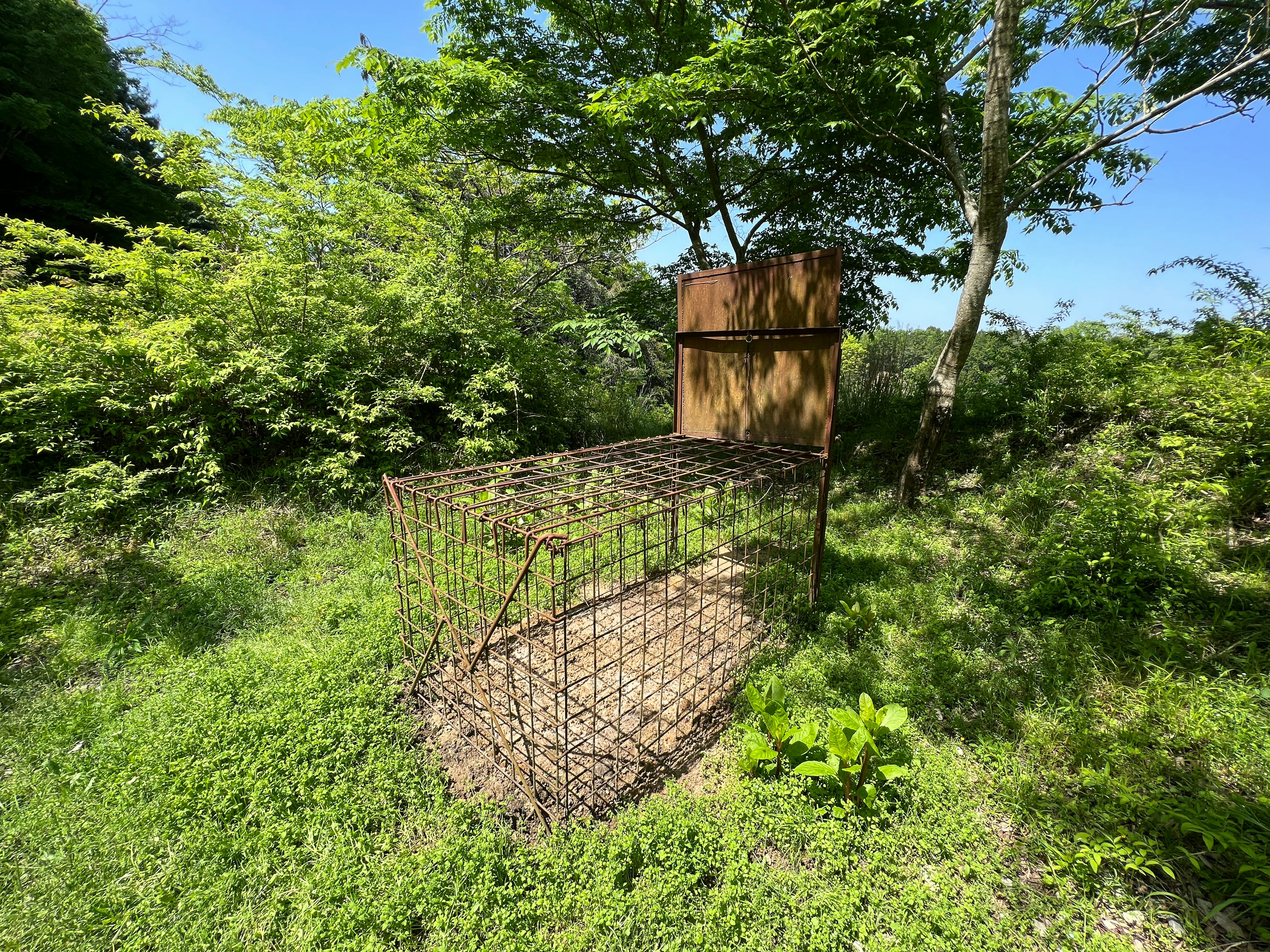 Wire cage surrounded by greenery with a wooden shed