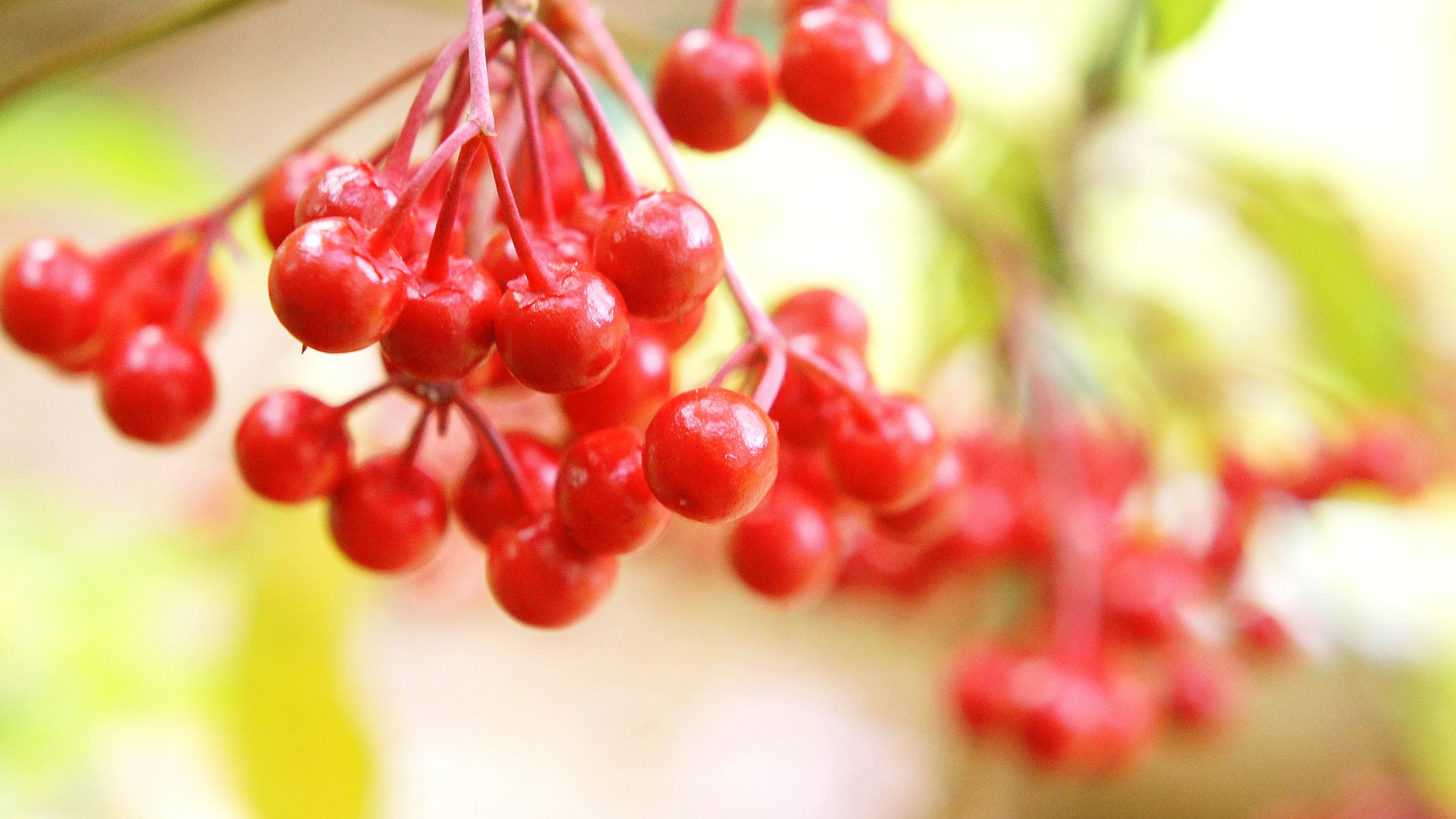 Gambar close-up dari buah merah cerah yang menggantung pada tanaman