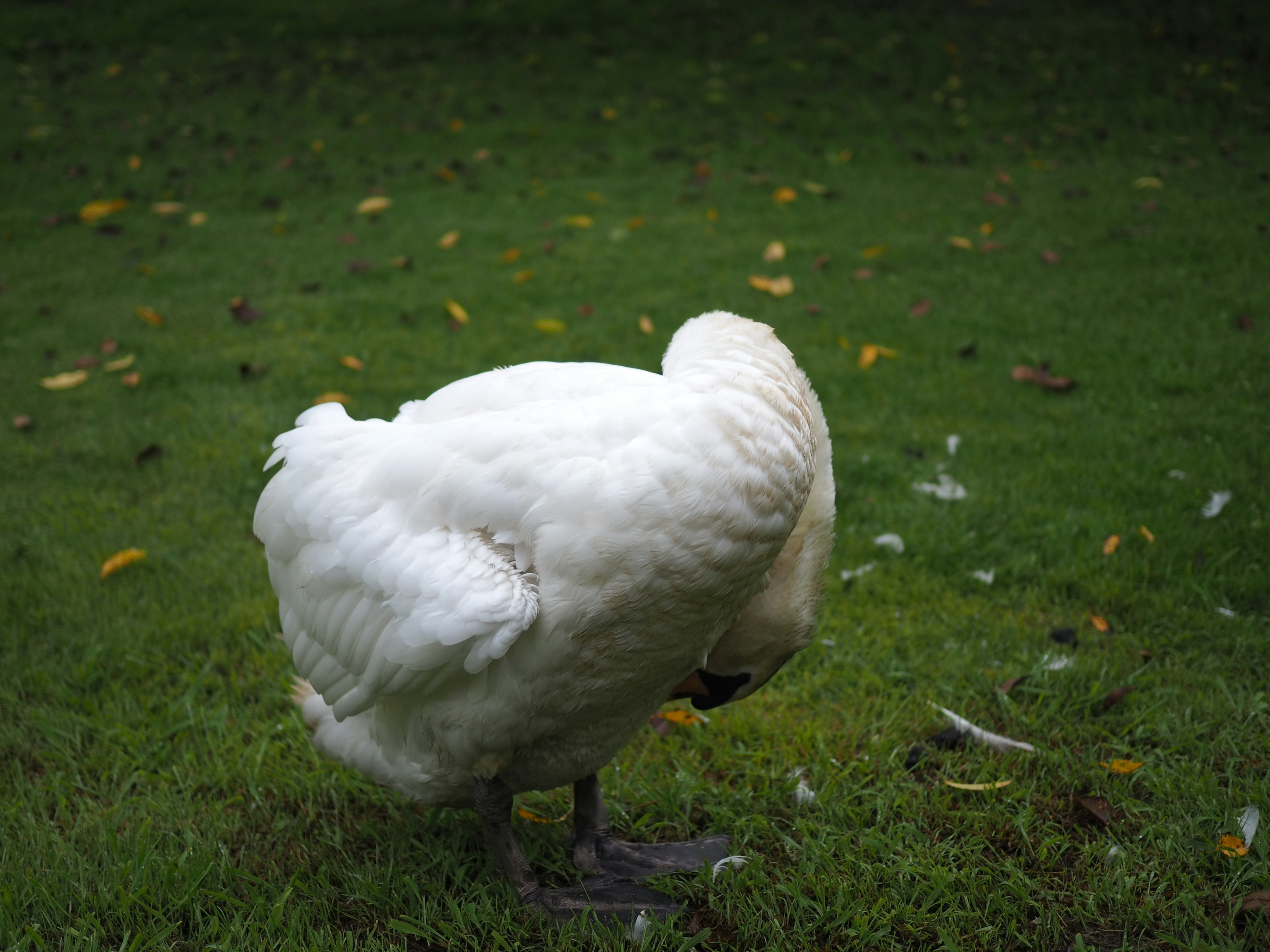 A white swan preening on green grass