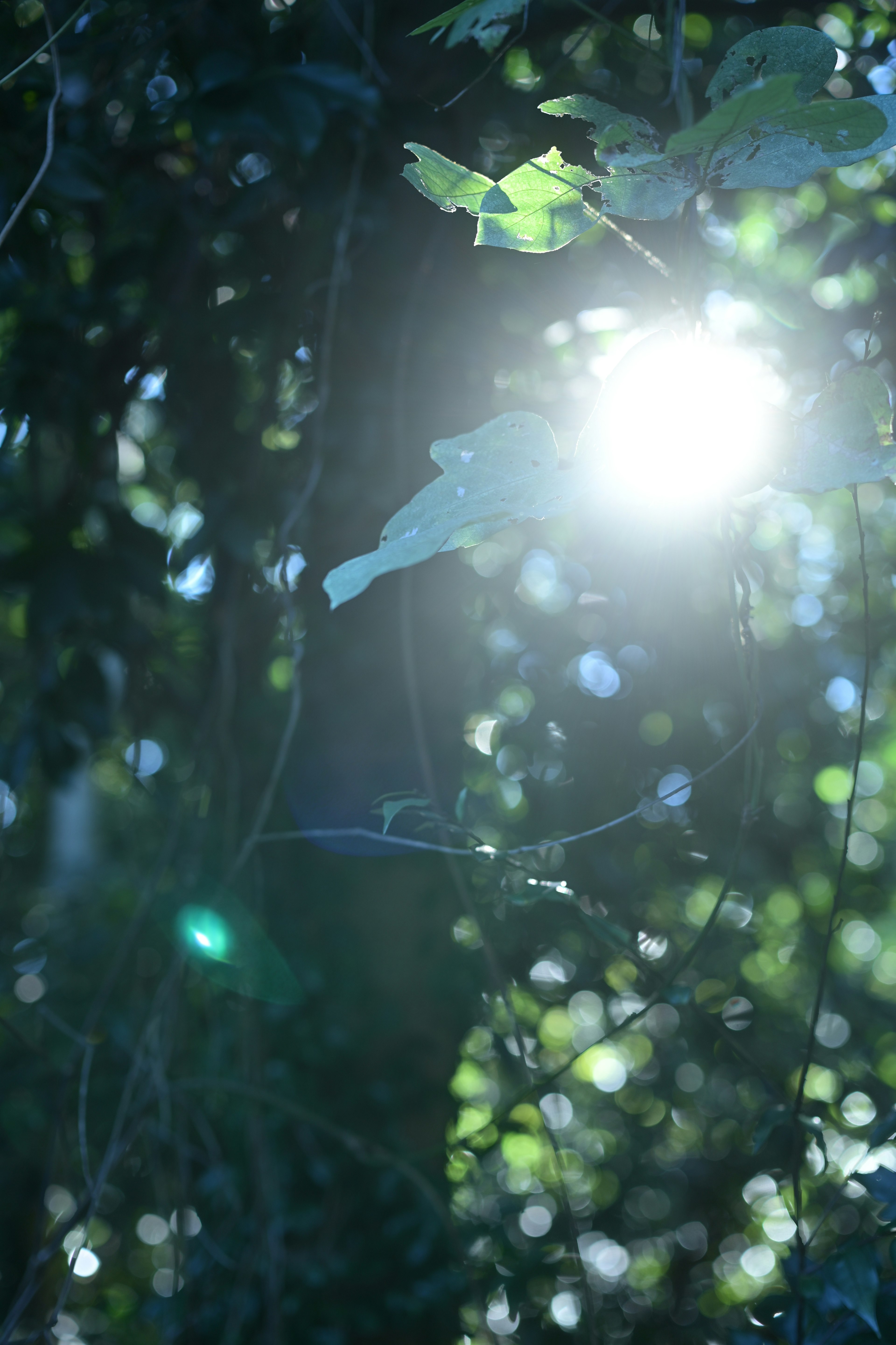 La luce del sole che filtra tra le foglie verdi