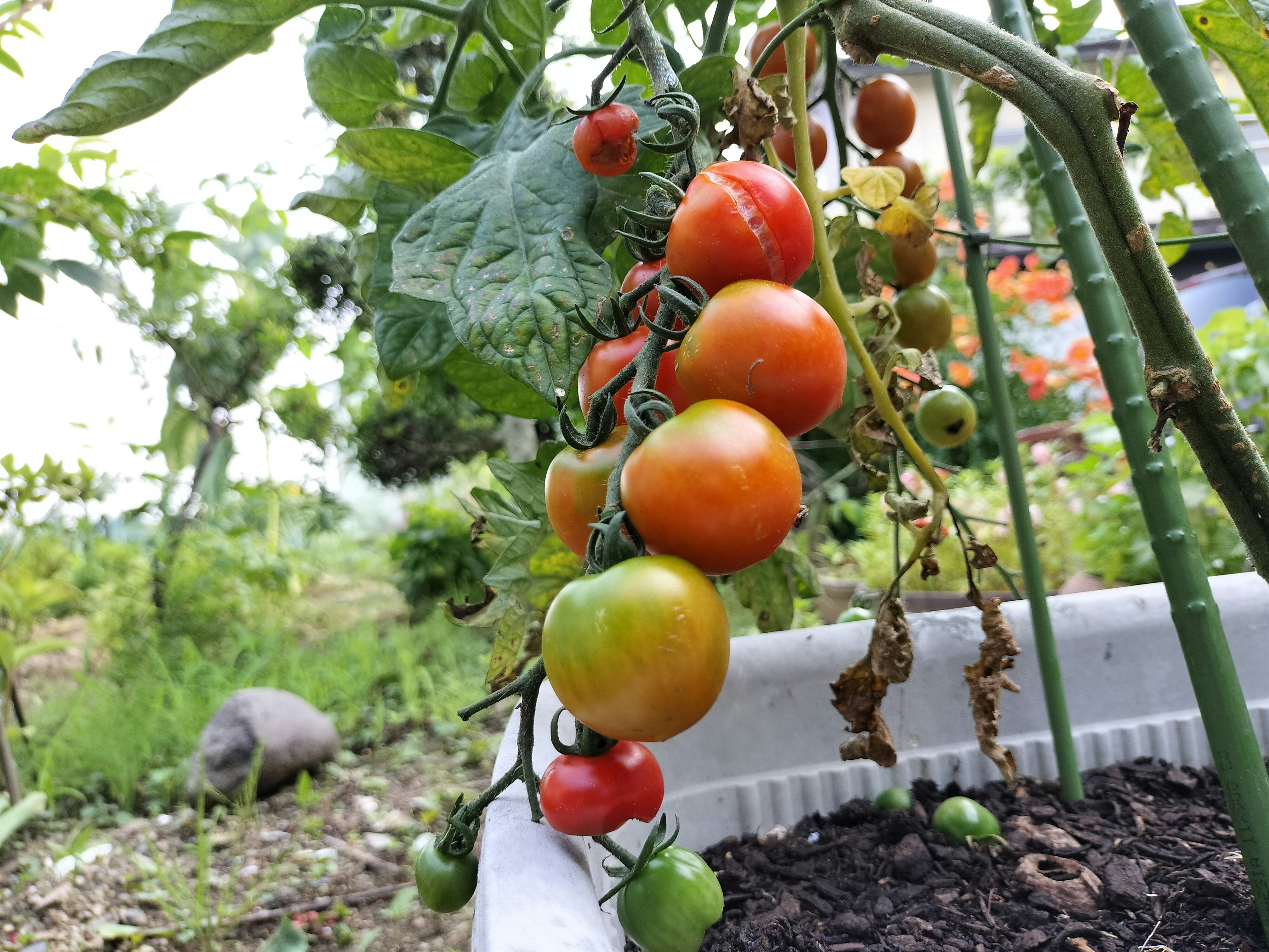 Tomates colorées mûrissant dans un jardin potager