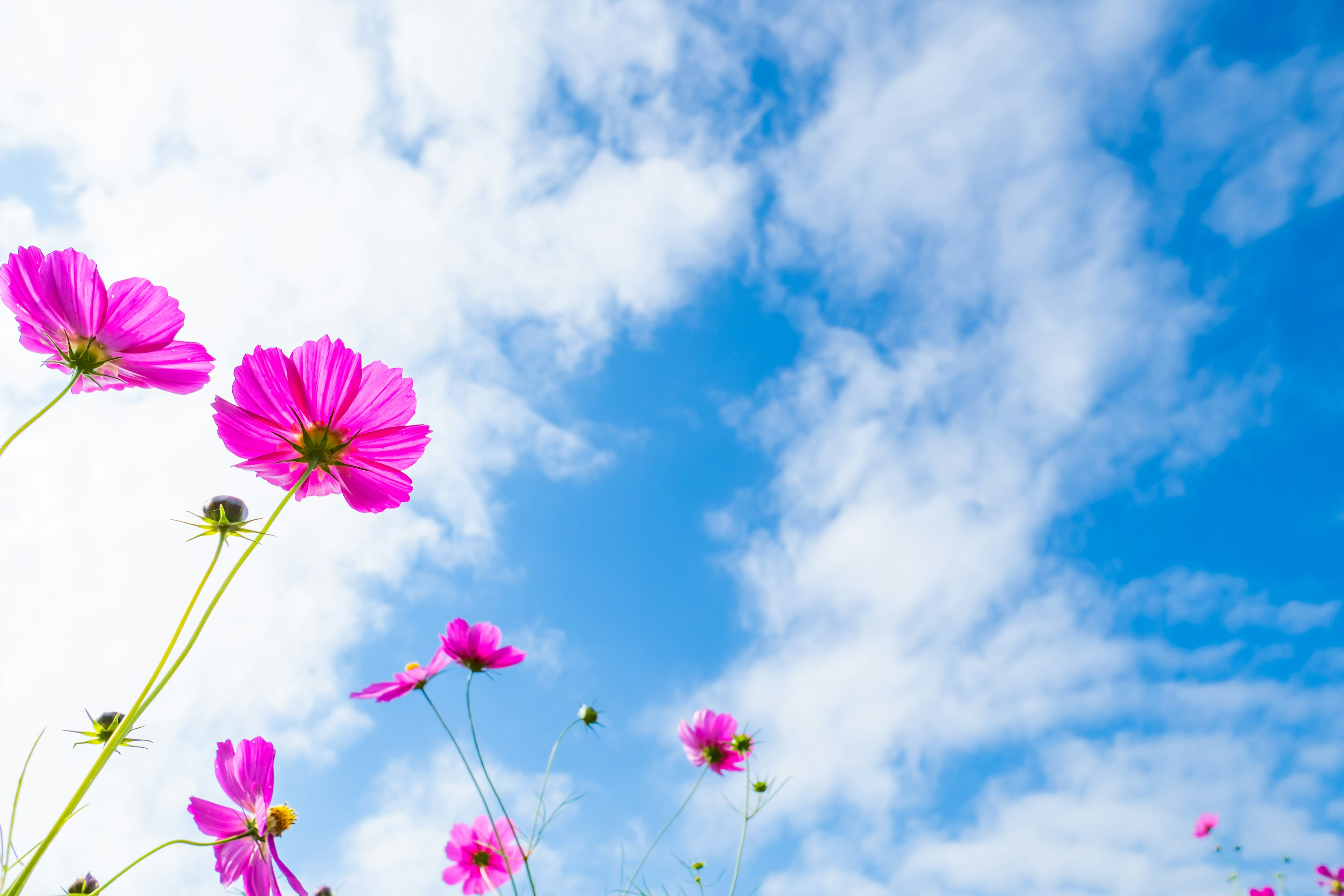 Nahaufnahme von rosa Blumen mit blauem Himmel und weißen Wolken im Hintergrund