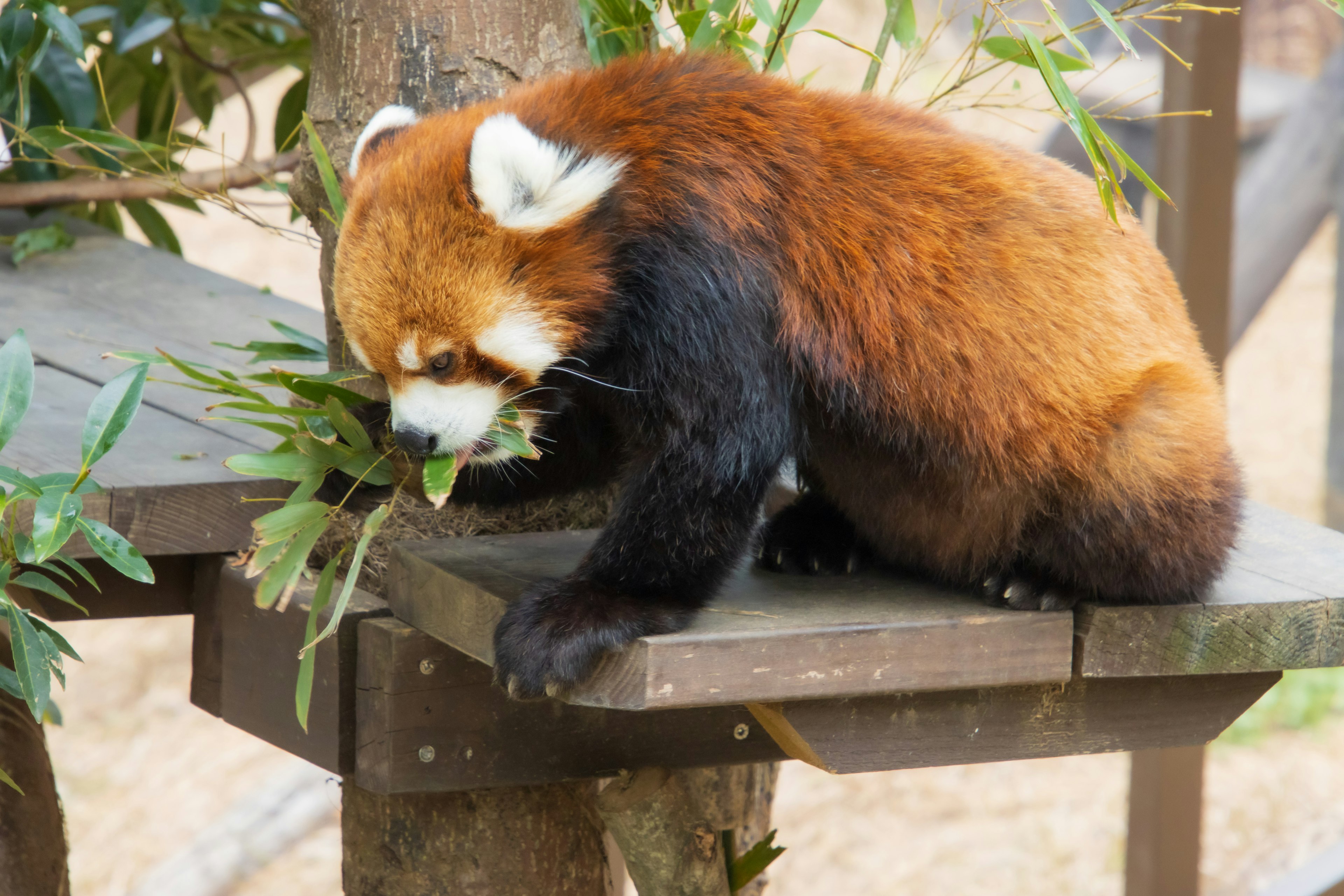 Panda roux assis sur une plateforme en bois mangeant des feuilles