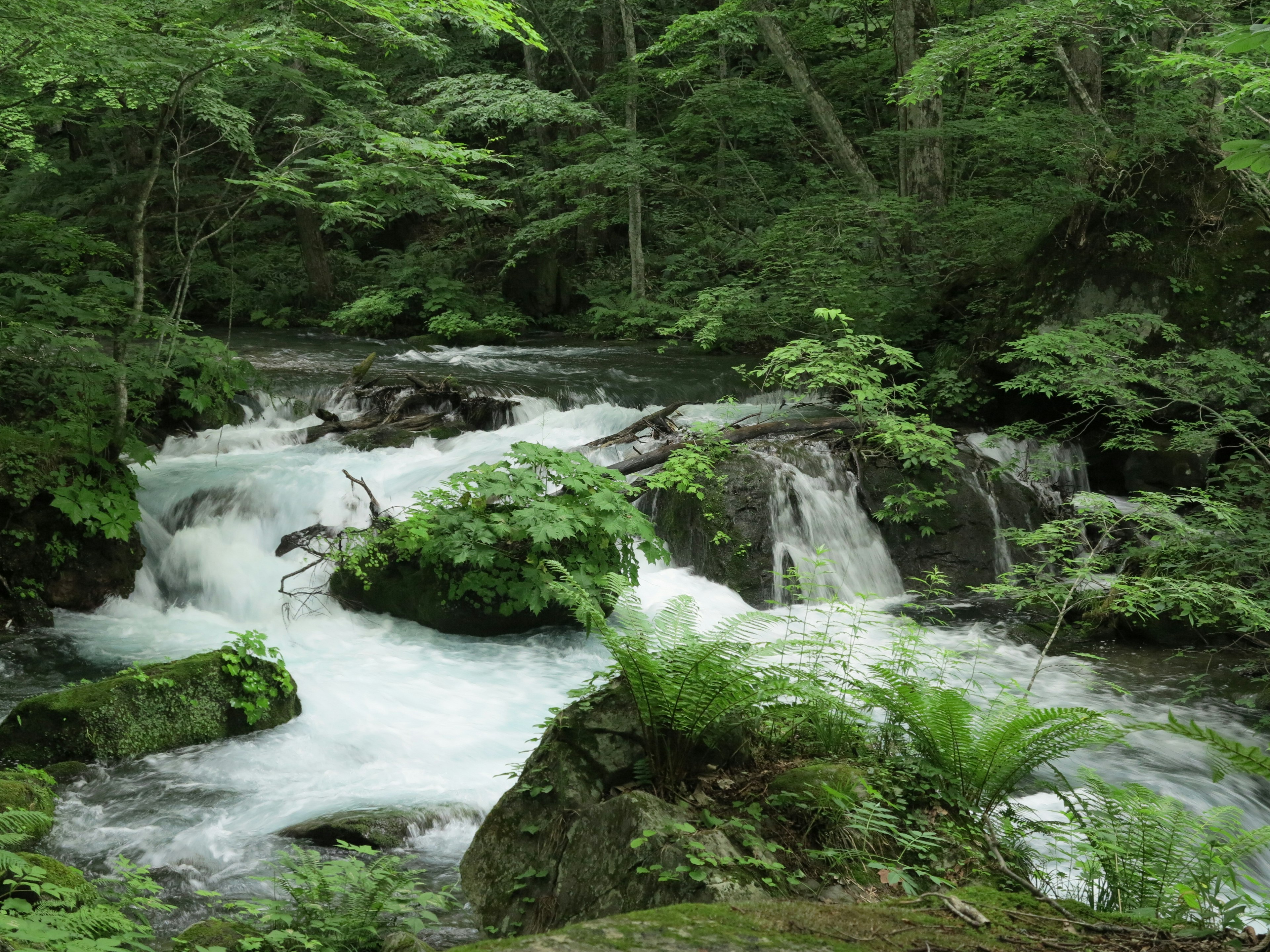 A serene stream flowing through a lush green forest