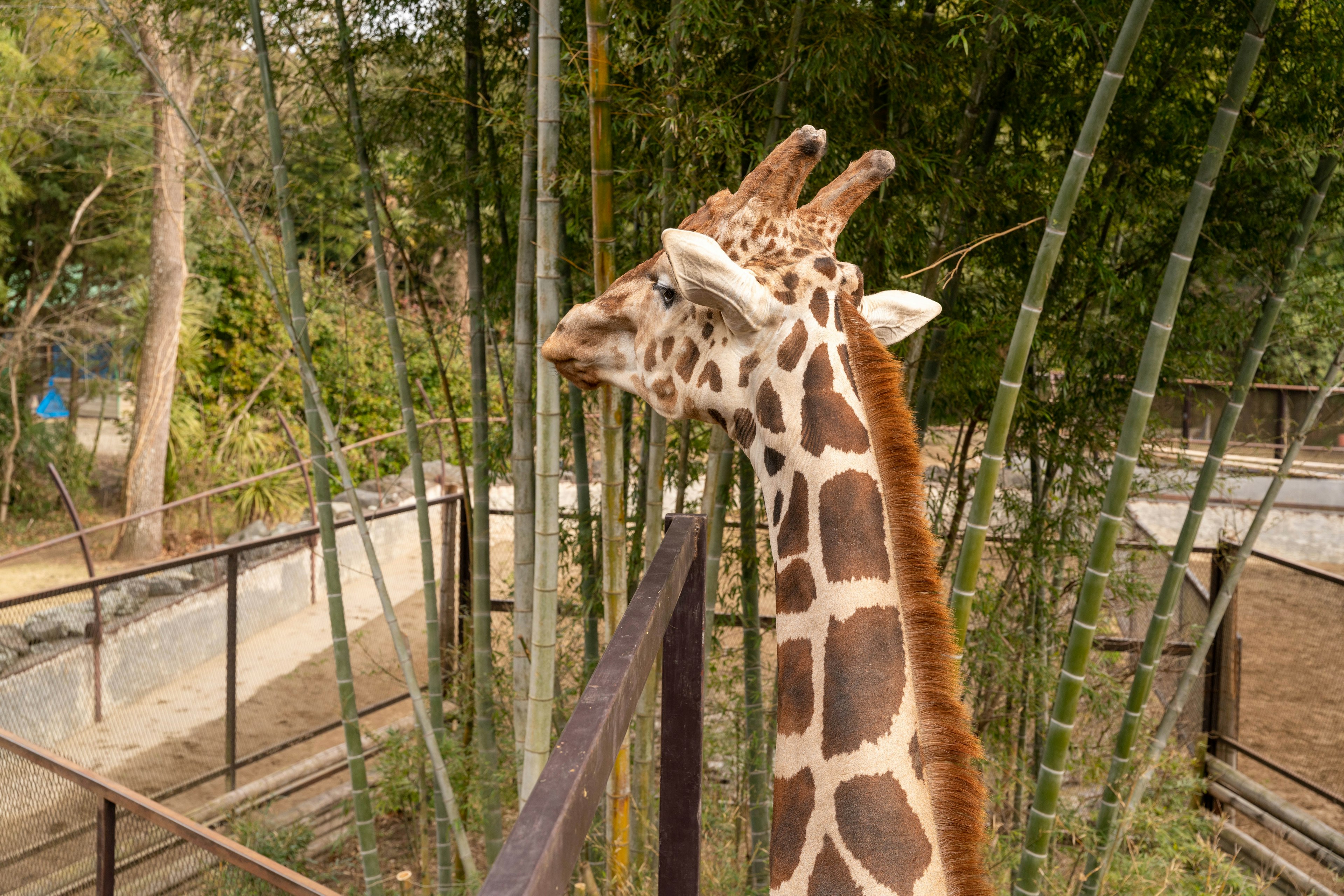 Profile of a giraffe seen in a zoo surrounded by greenery