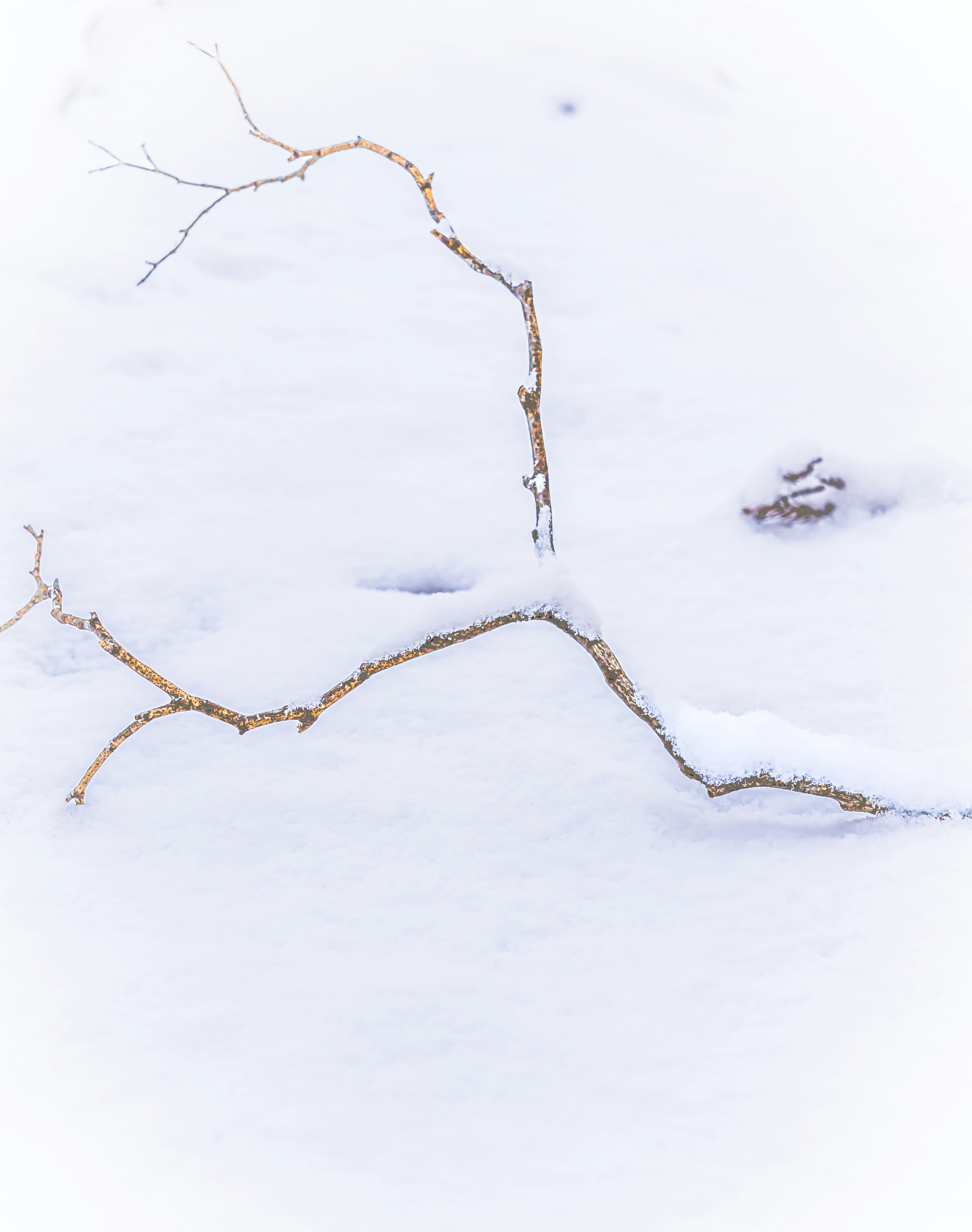 Ein dünner Ast liegt auf weißem Schnee