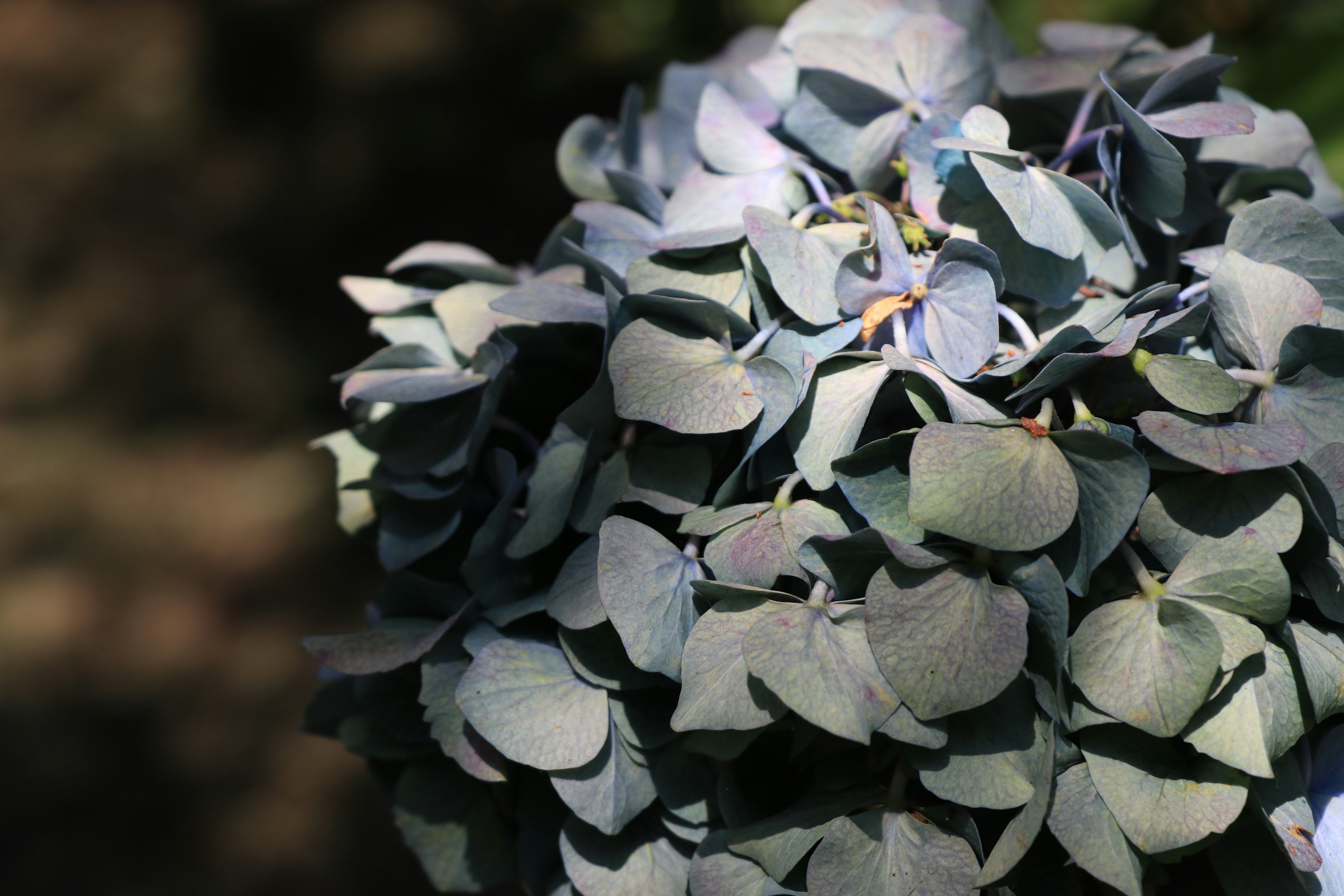 Close-up of a hydrangea flower with bluish leaves