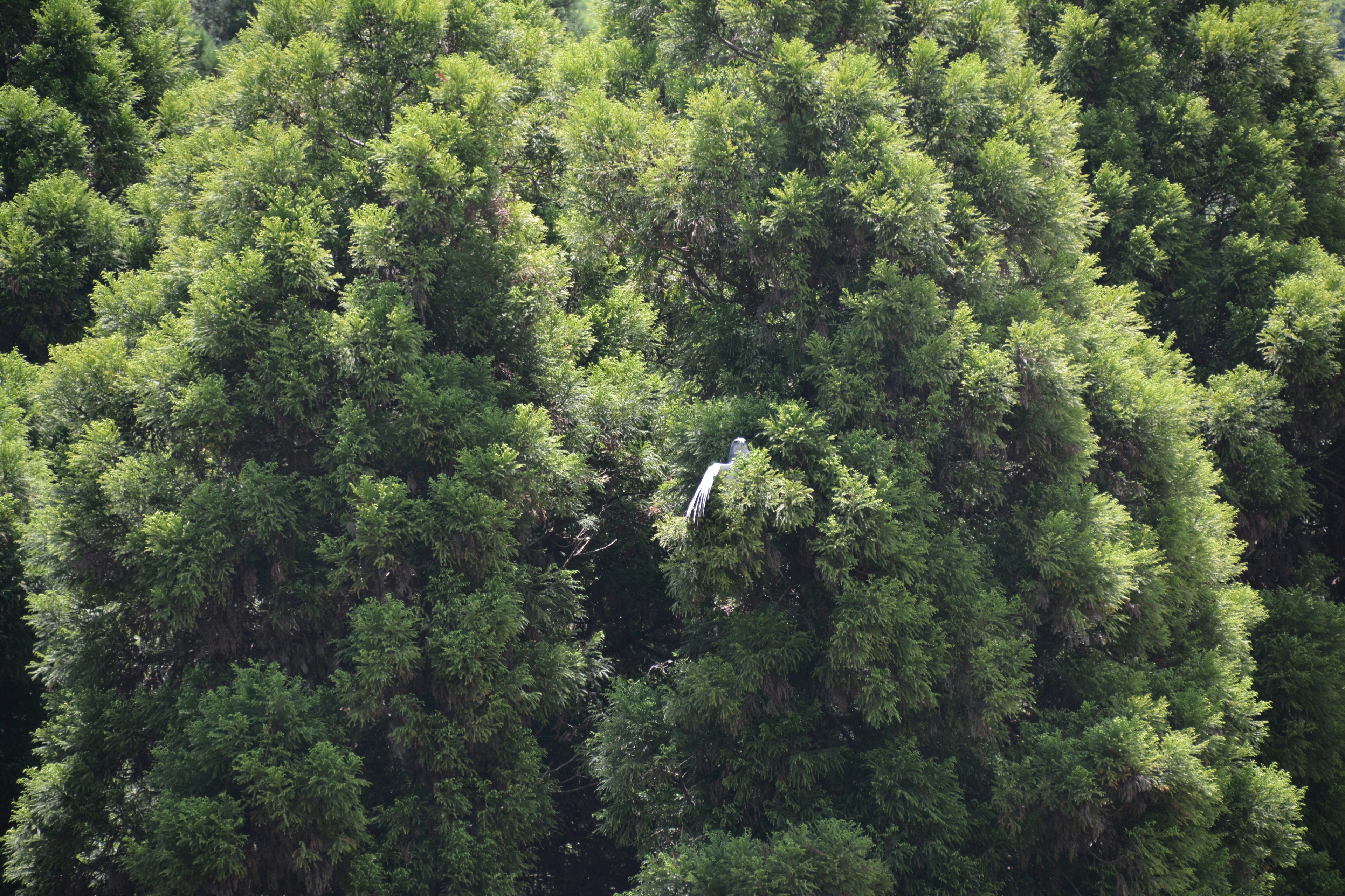 Un objeto blanco escondido entre árboles verdes exuberantes