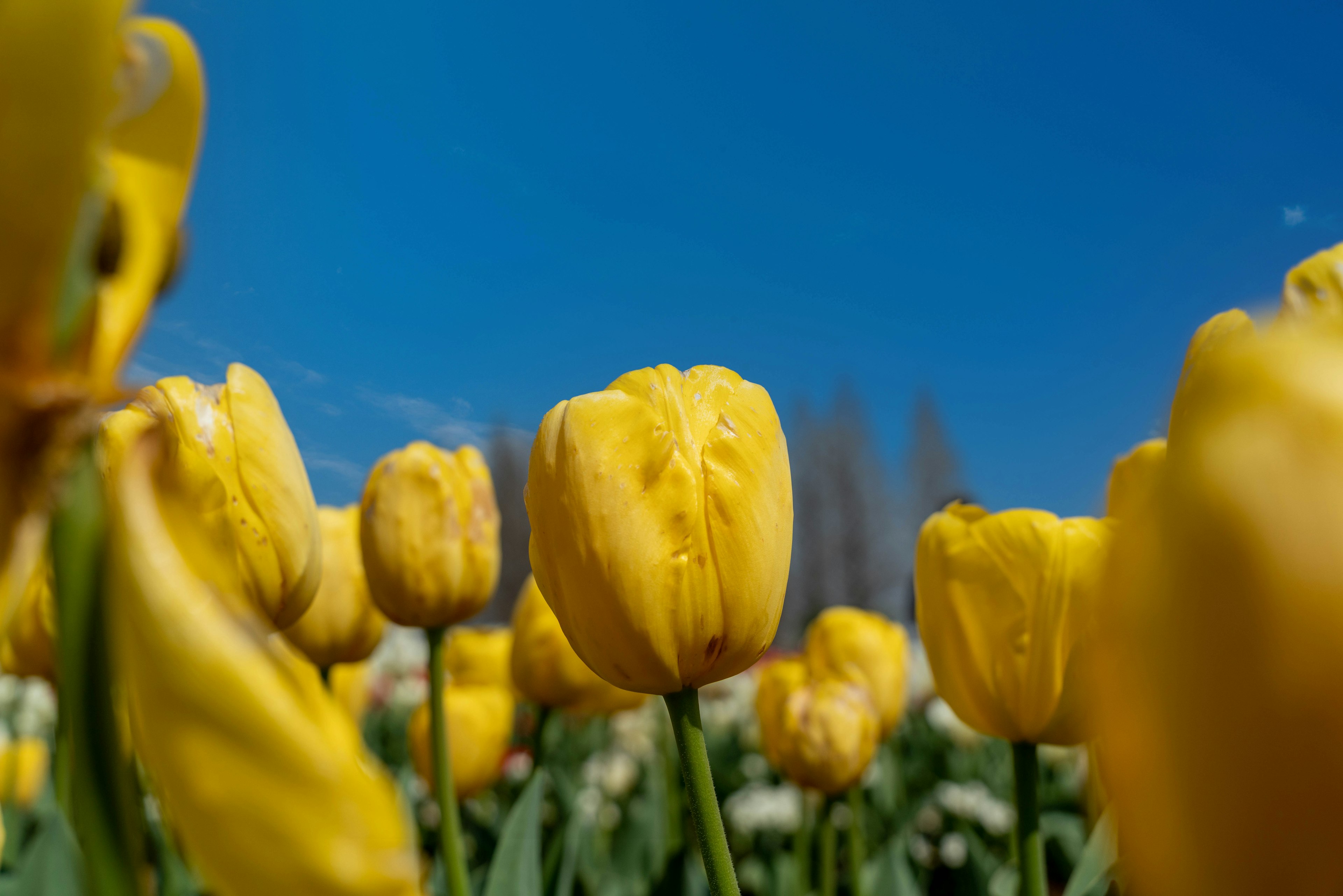 Eine Gruppe gelber Tulpen blüht unter einem blauen Himmel