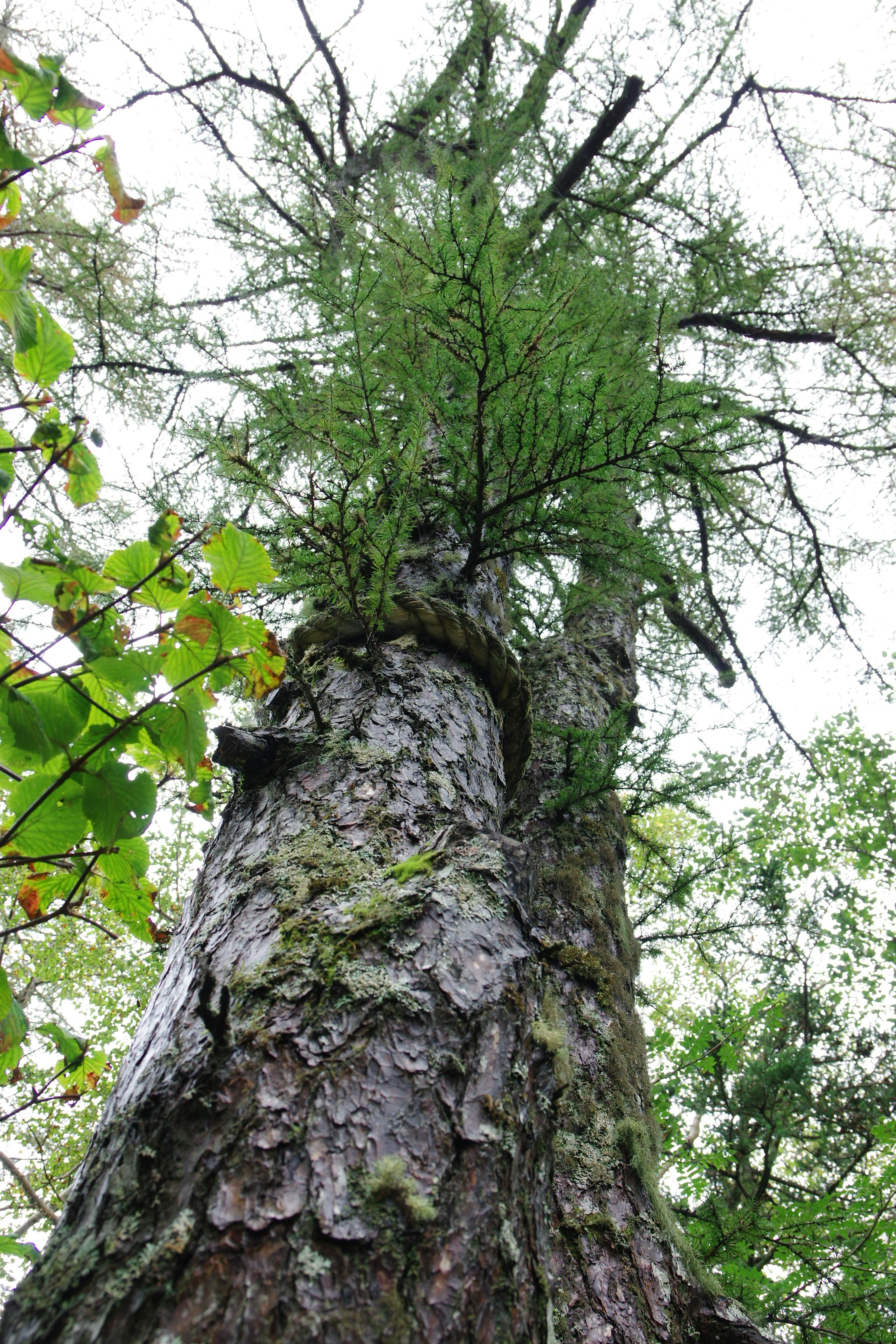 Un tronc d'arbre grand s'élevant vers le haut avec un feuillage vert luxuriant au sommet