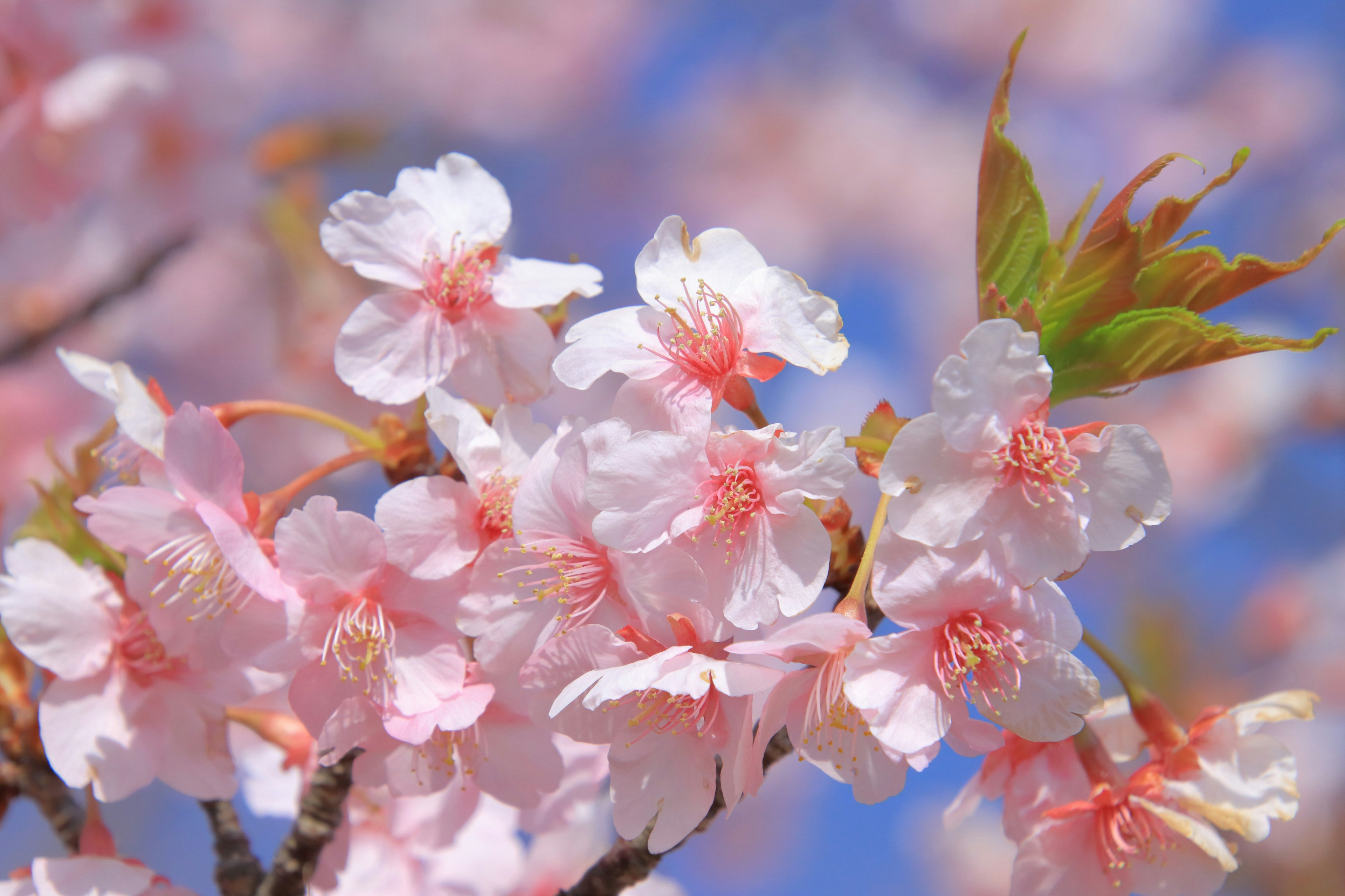 Pemandangan indah bunga sakura yang mekar