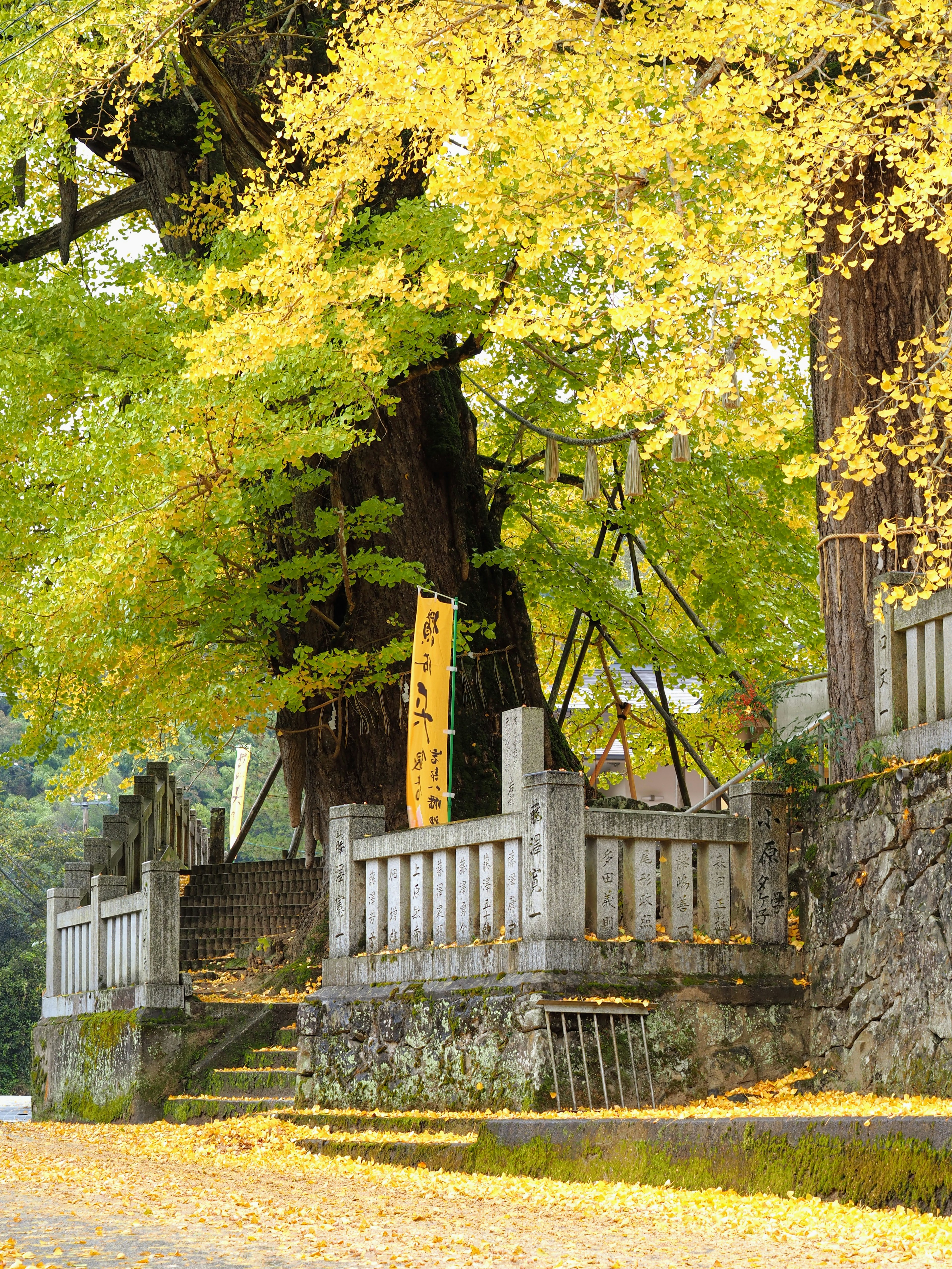 Un endroit serein avec un grand arbre aux feuilles jaunes et des rambardes en pierre