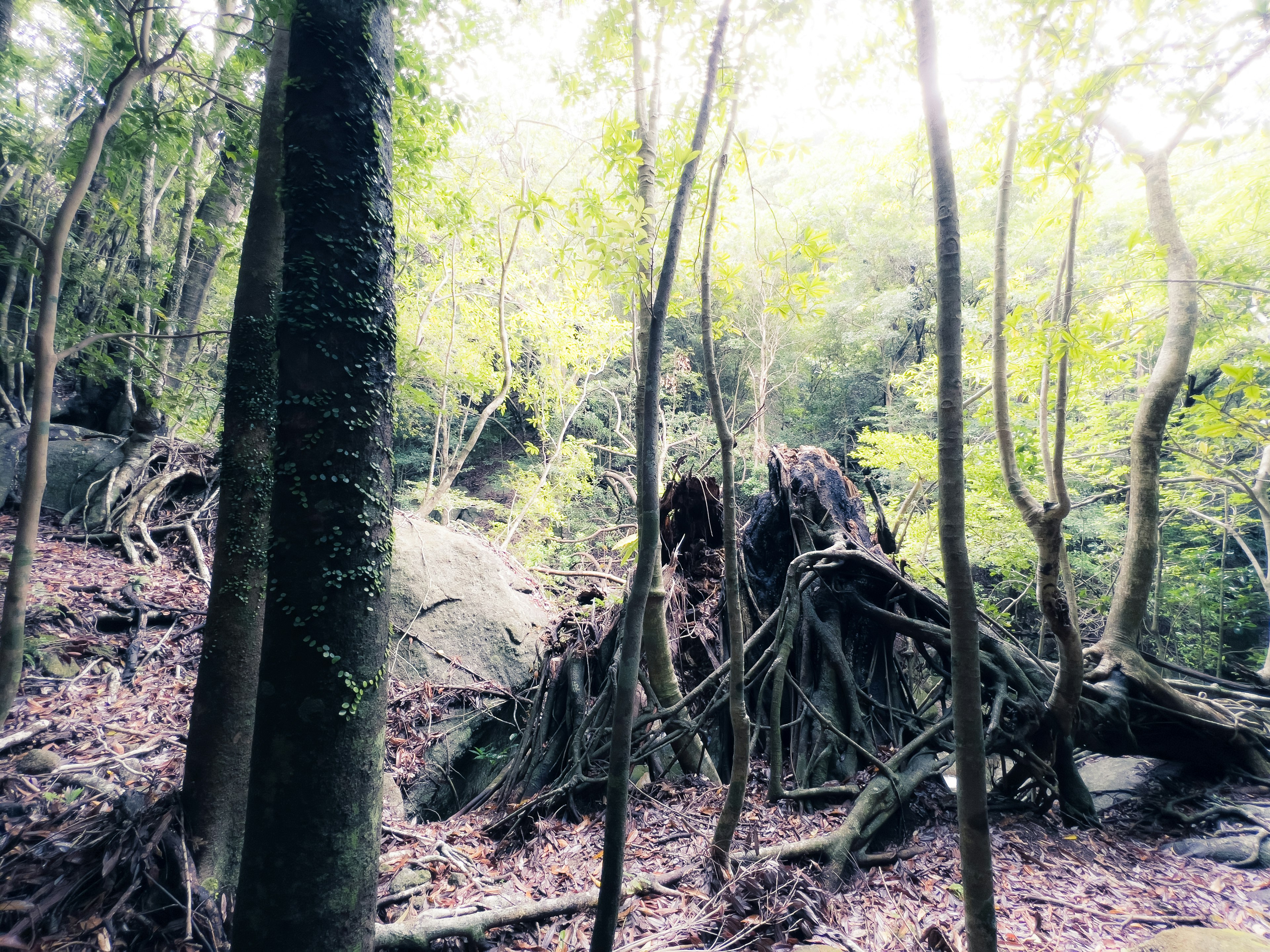 Pemandangan hutan cerah dengan pohon dan akar yang terlihat