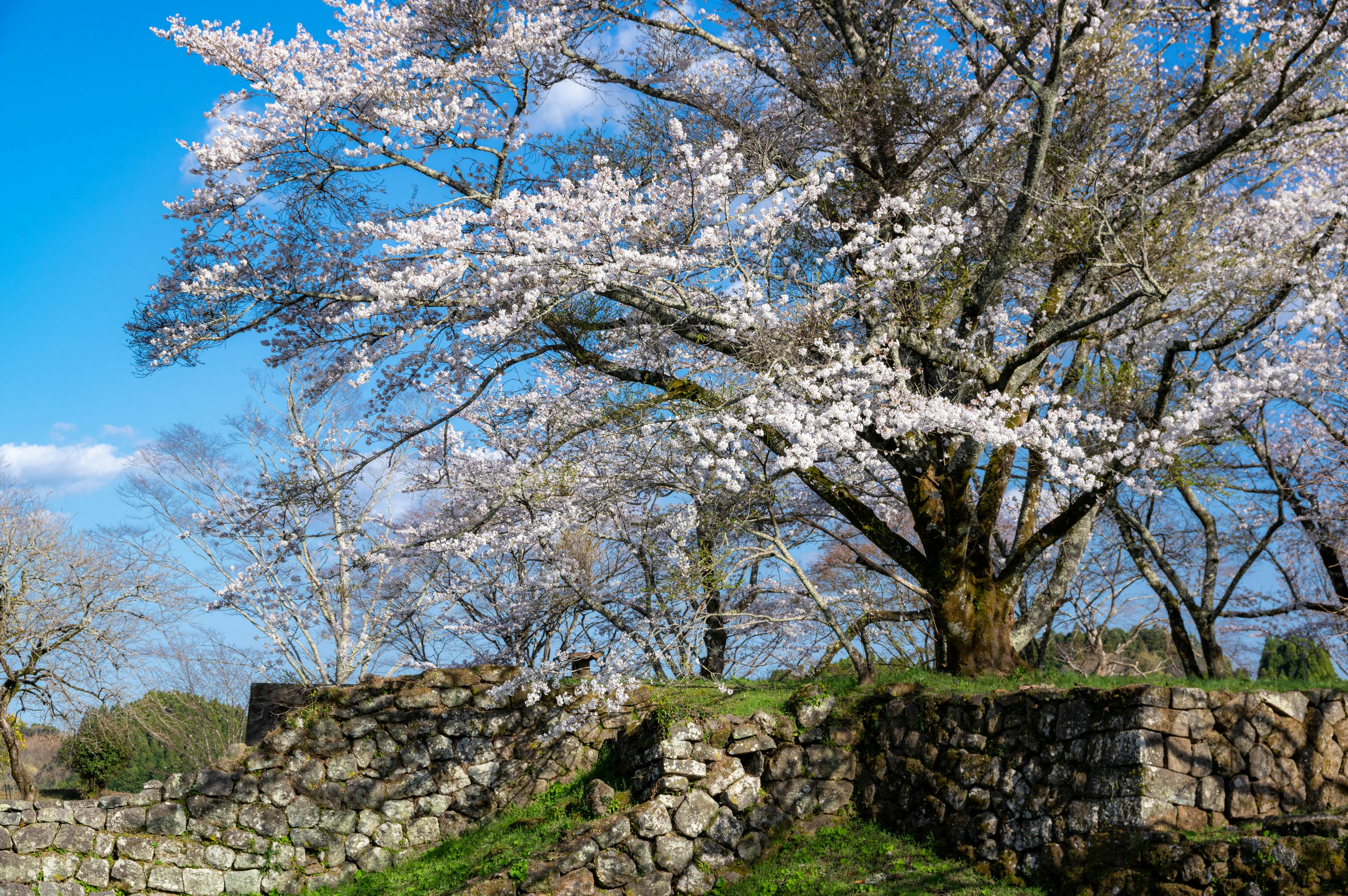 桜の花が咲く木と石の壁の風景