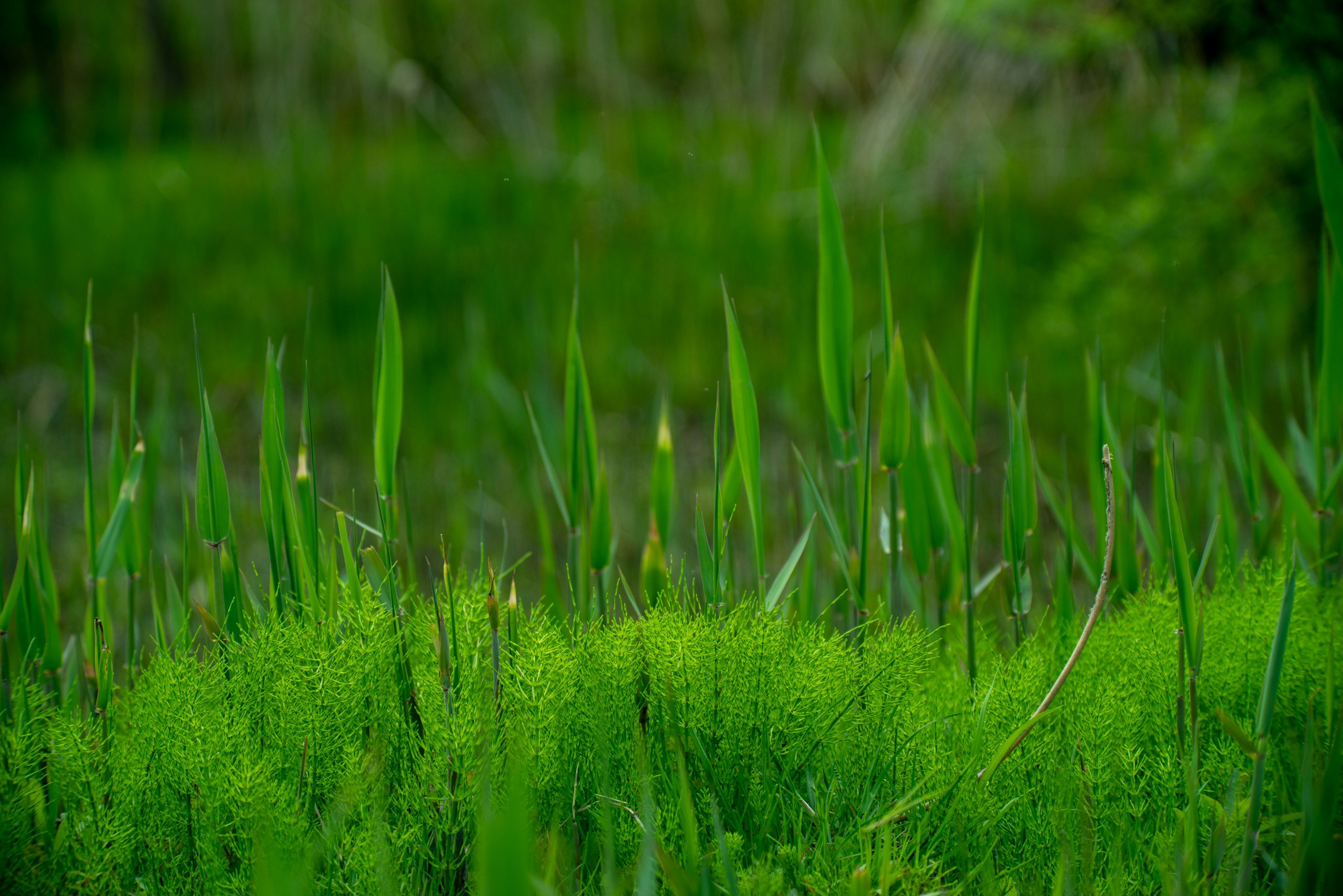 緑色の草と水草が生い茂る自然の風景