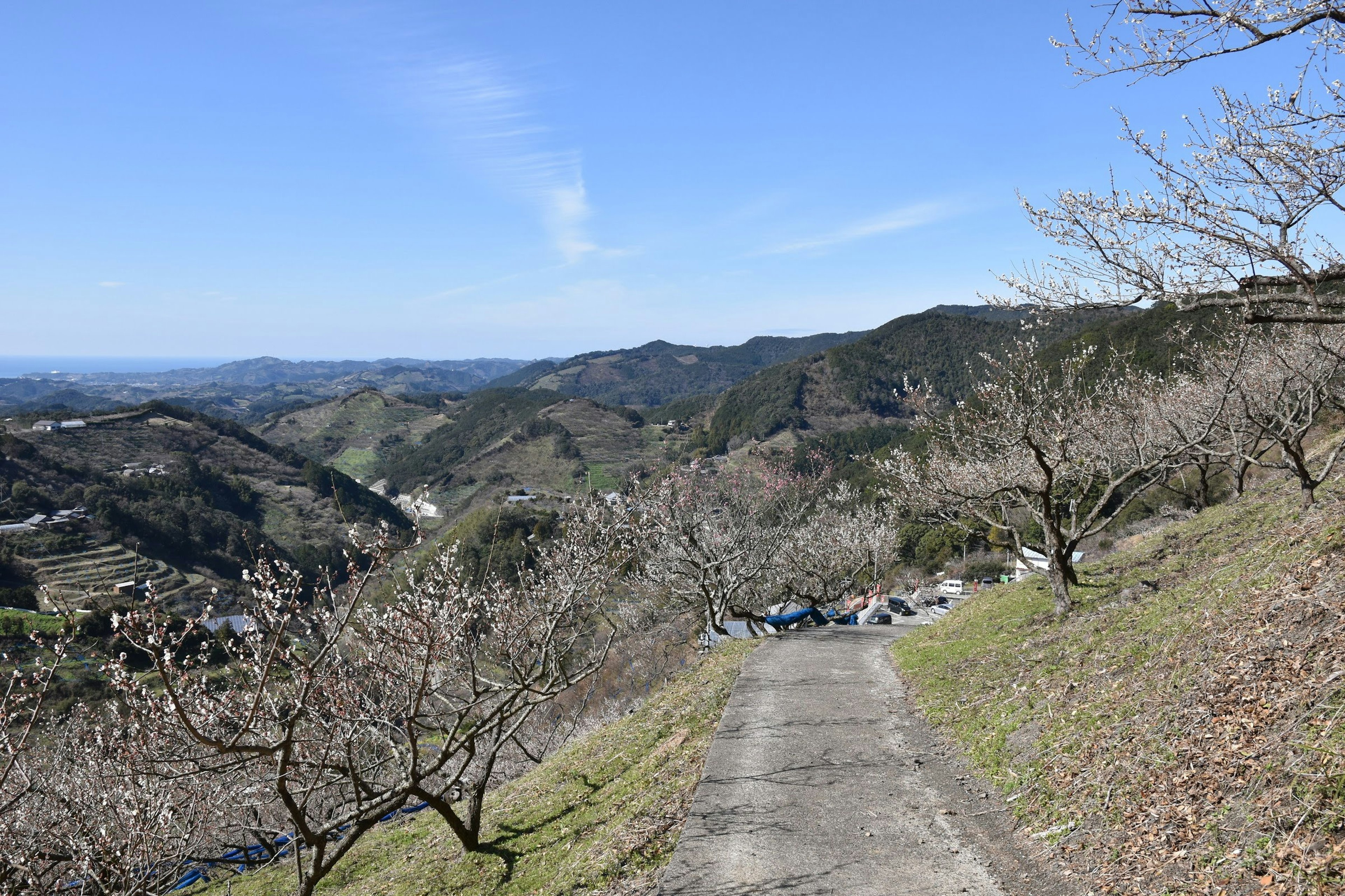 山道と梅の木がある風景の写真