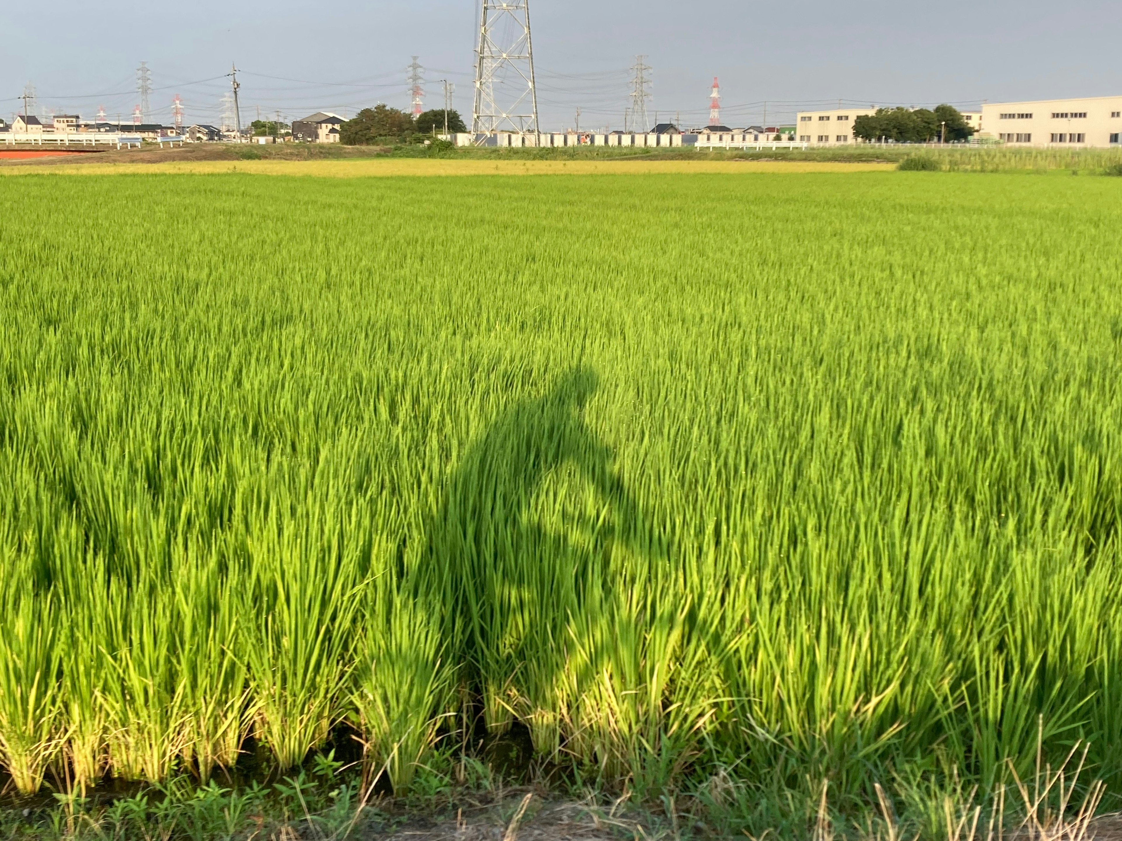 Une ombre d'une personne faisant du vélo sur des champs de riz verdoyants