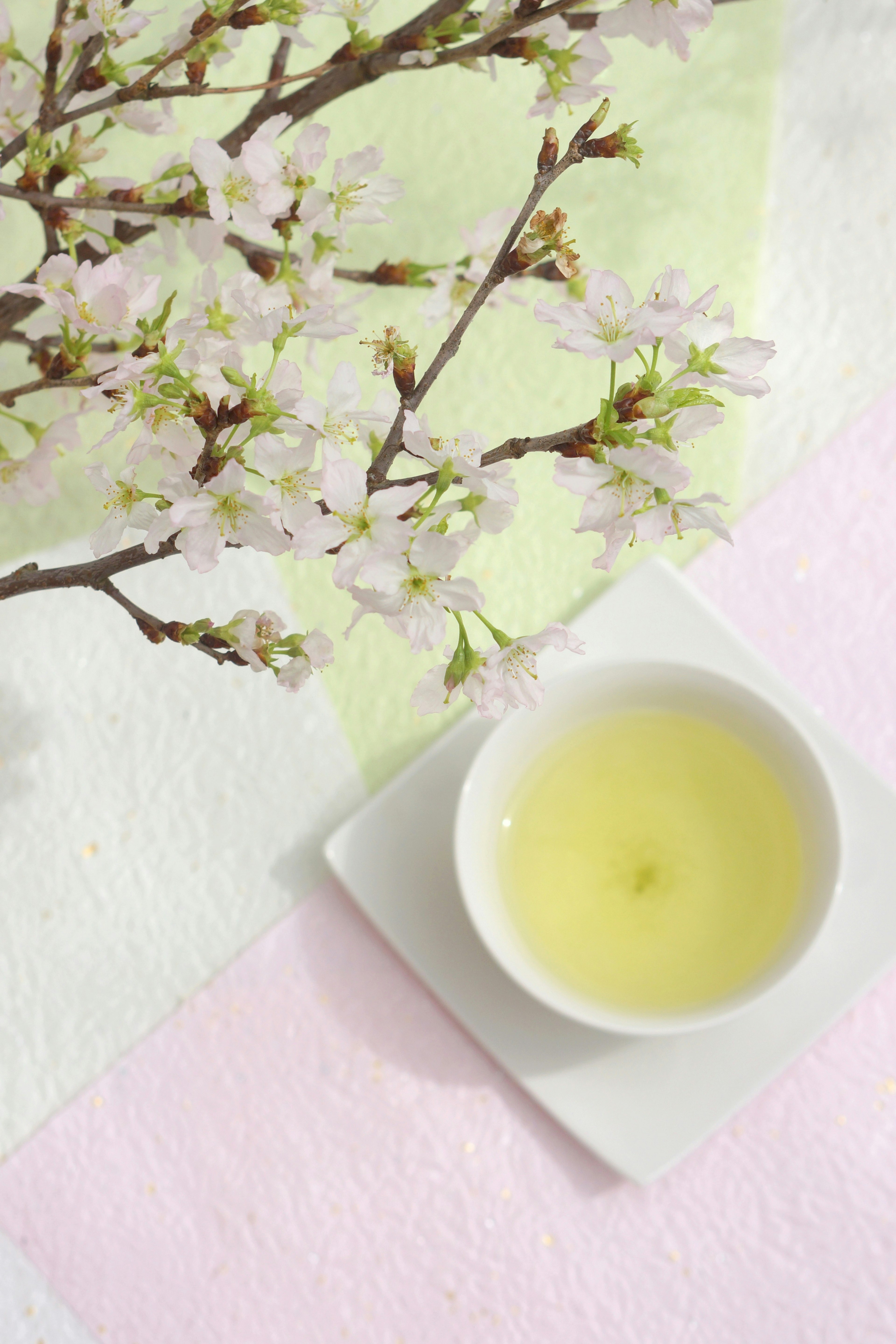 Kirschblütenzweig mit zarten Blüten und einer Schale grüner Tee auf pastellfarbenen Hintergründen