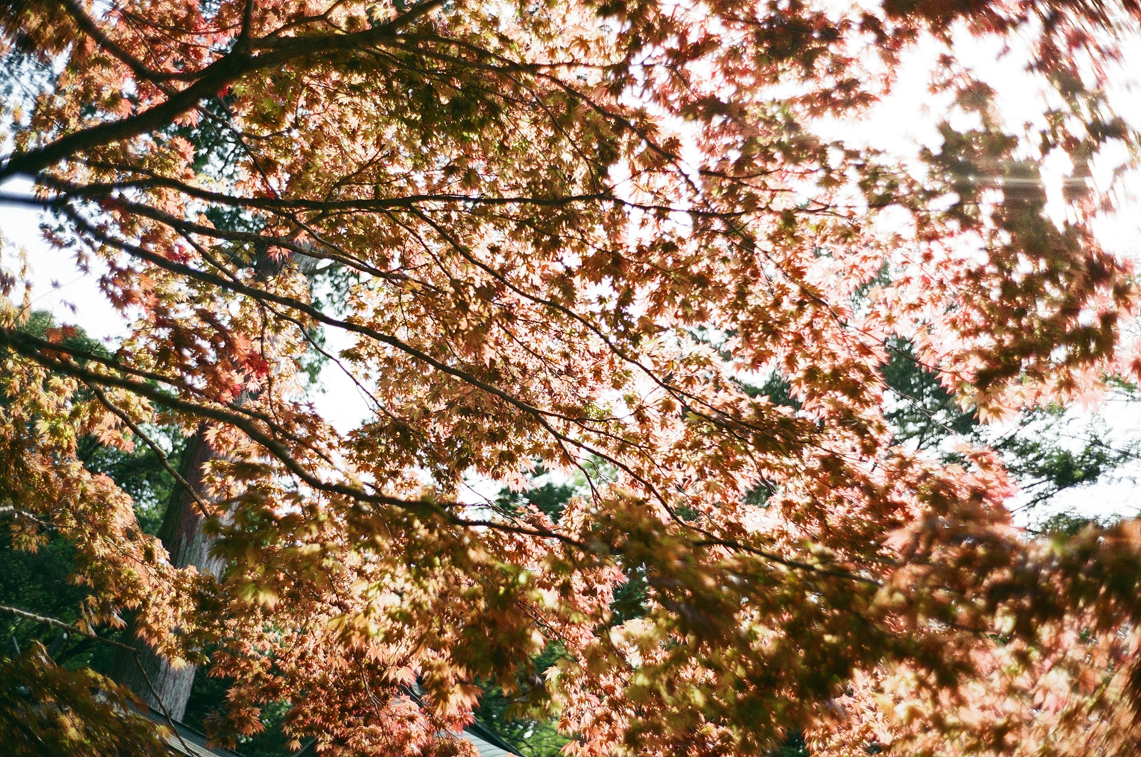 Vista di rami con foglie rosa chiaro